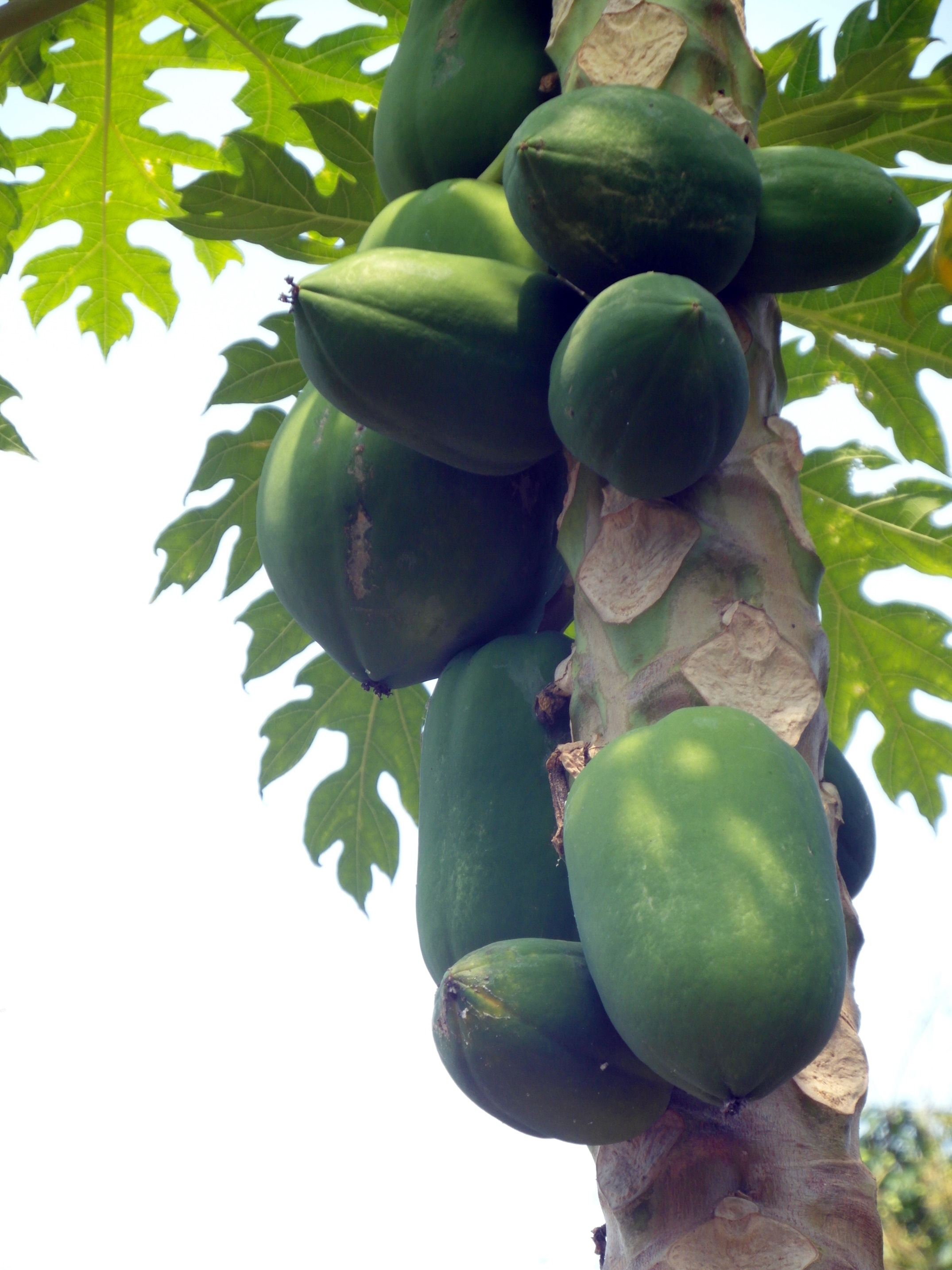 Papaya fruit tree photo