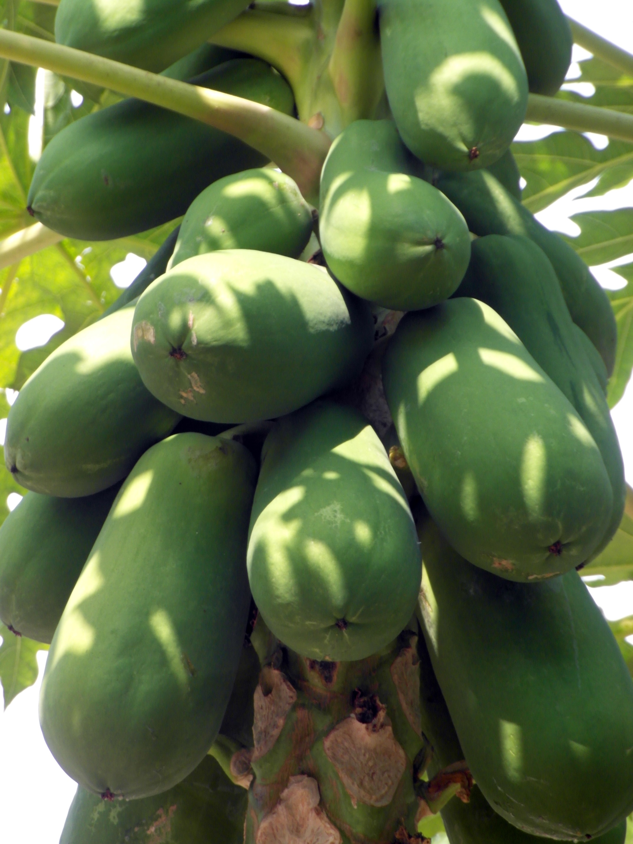 Papaya fruit tree photo