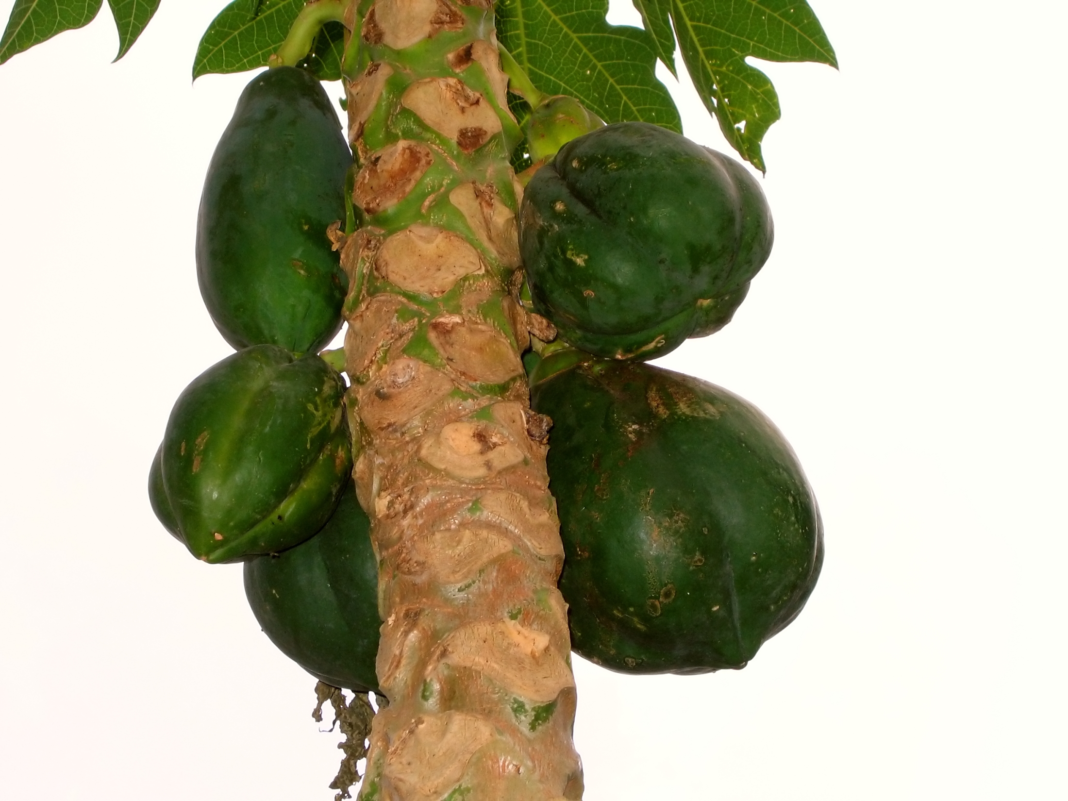 Papaya tree with unripe fruit photo
