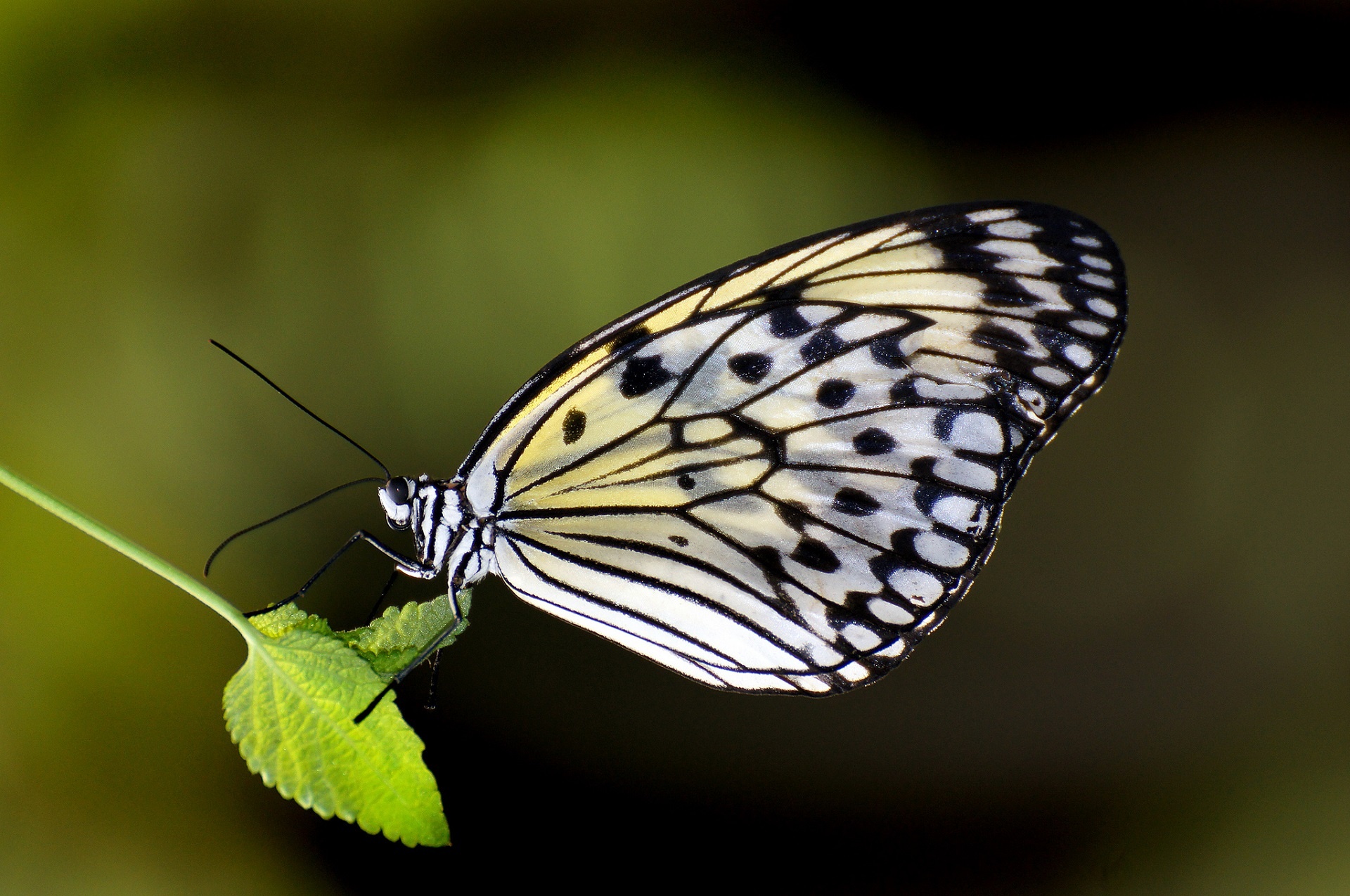 Paper Kite Butterfly Free Stock Photo - Public Domain Pictures