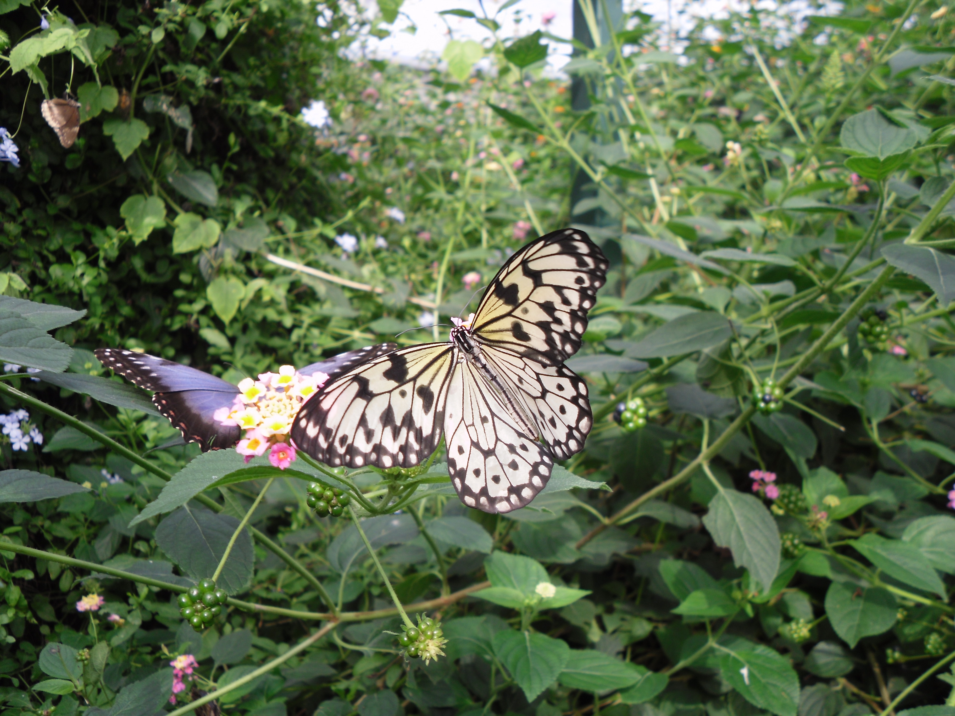 Paper kite butterfly photo