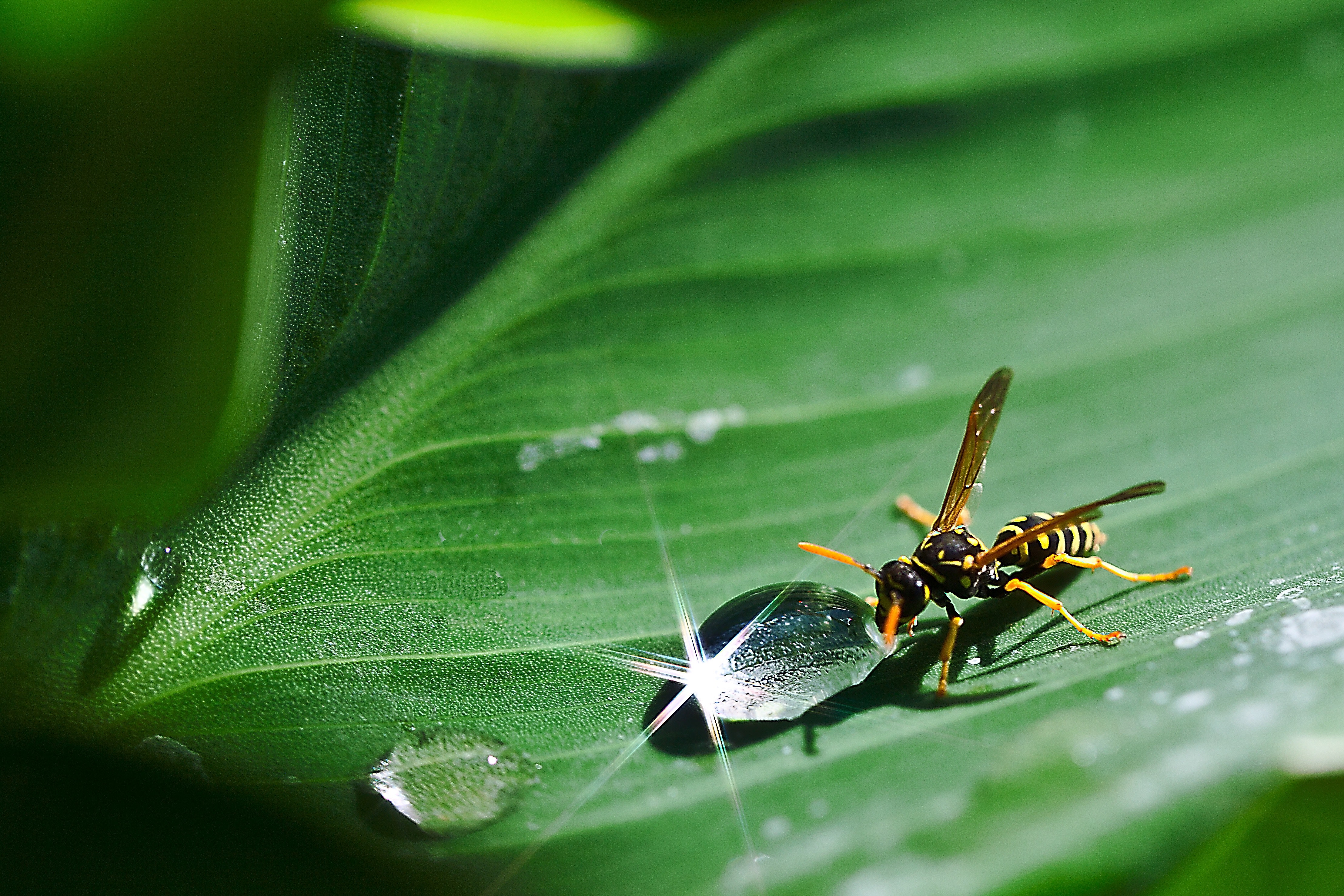 Paper wasp beside dew drop on plant leaf photo