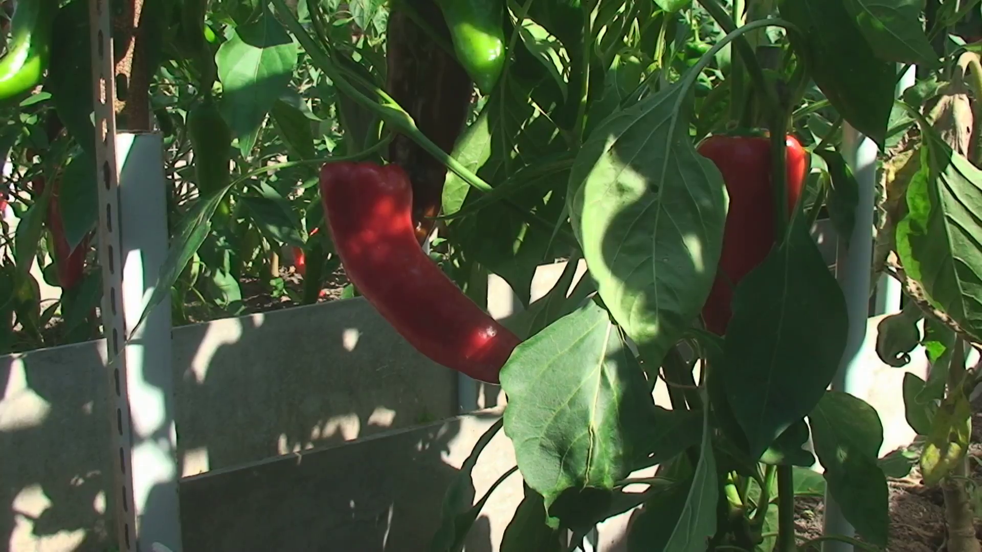 Paprika growing in the garden Stock Video Footage - VideoBlocks