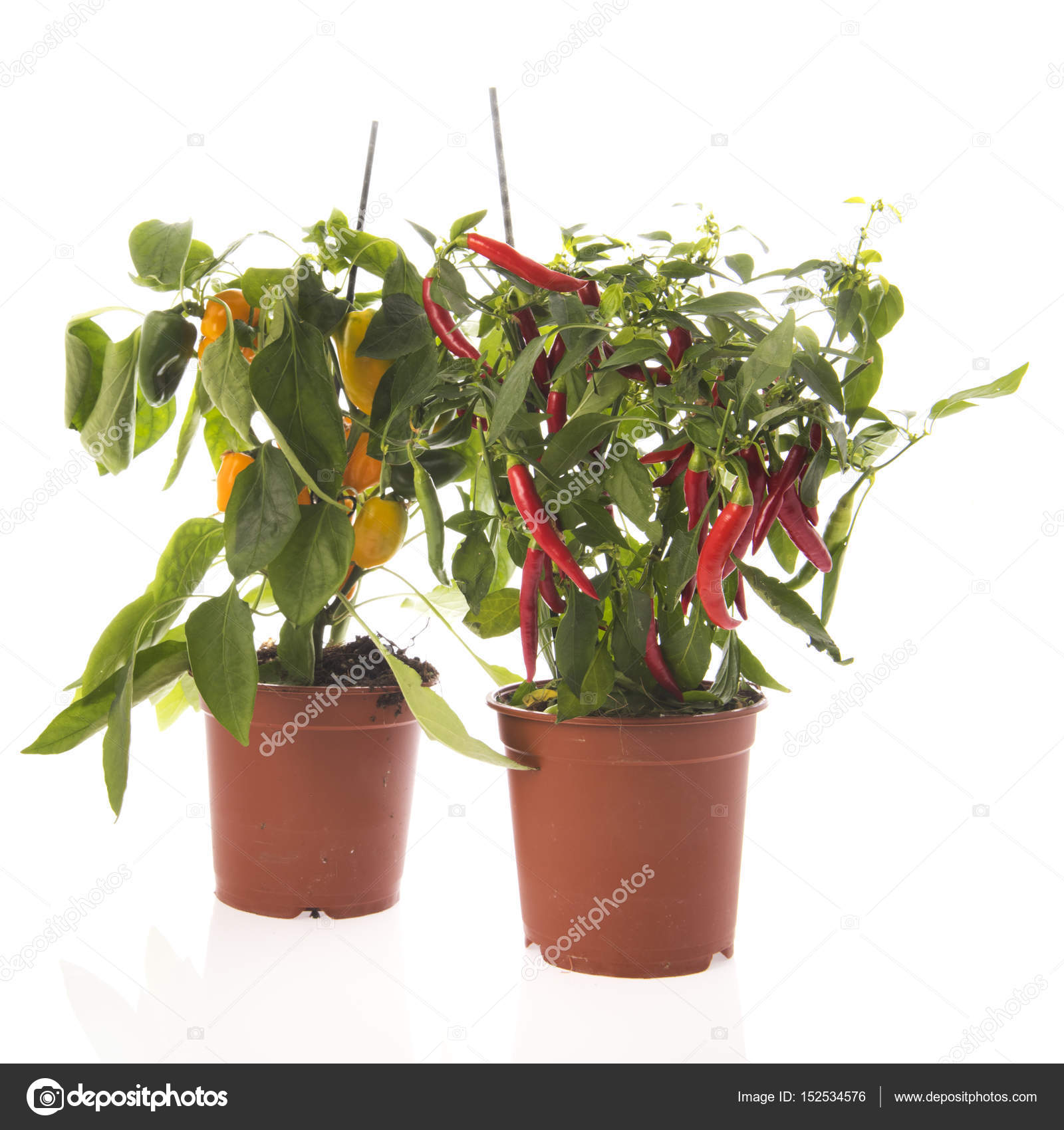 Chili pepper and paprika plant — Stock Photo © ivonnewierink #152534576