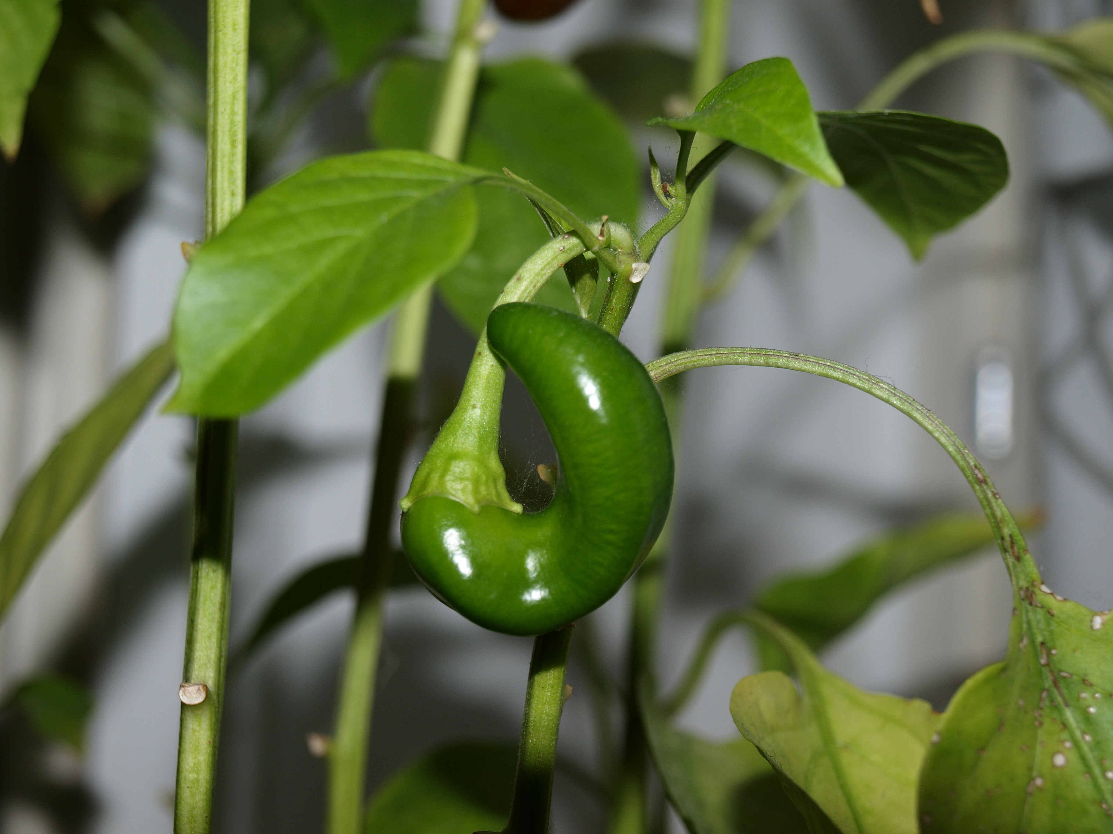 Paprika plant, Bush, Eat, Food, Green, HQ Photo