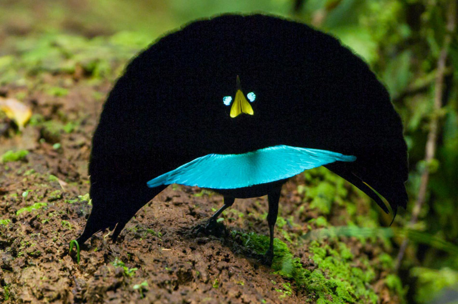 New Bird of Paradise Species Confirmed in New Guinea