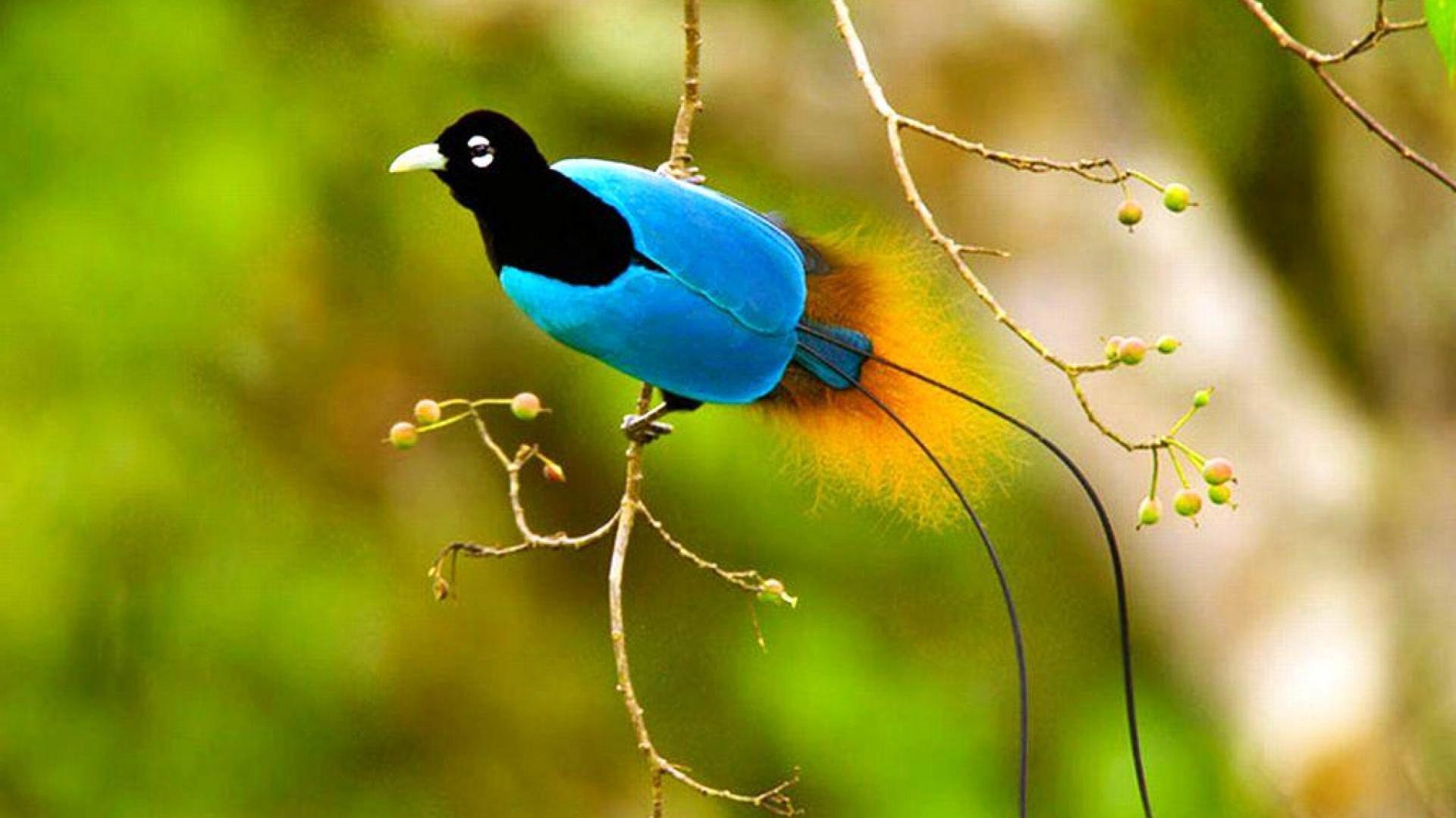 Ten Must-See Birds-of-Paradise | KCET