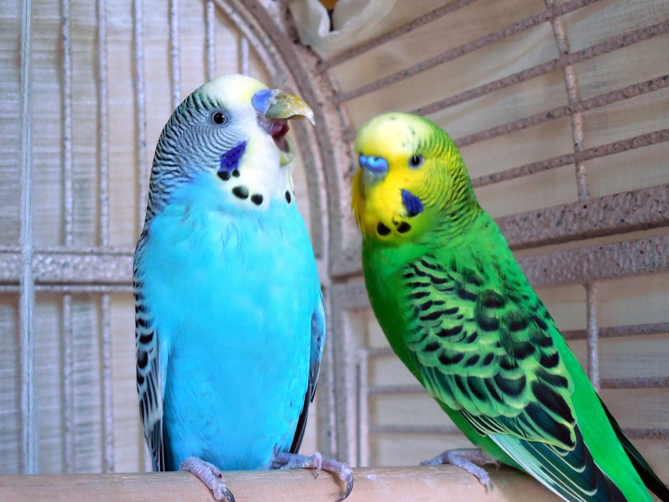 Parakeets photo
