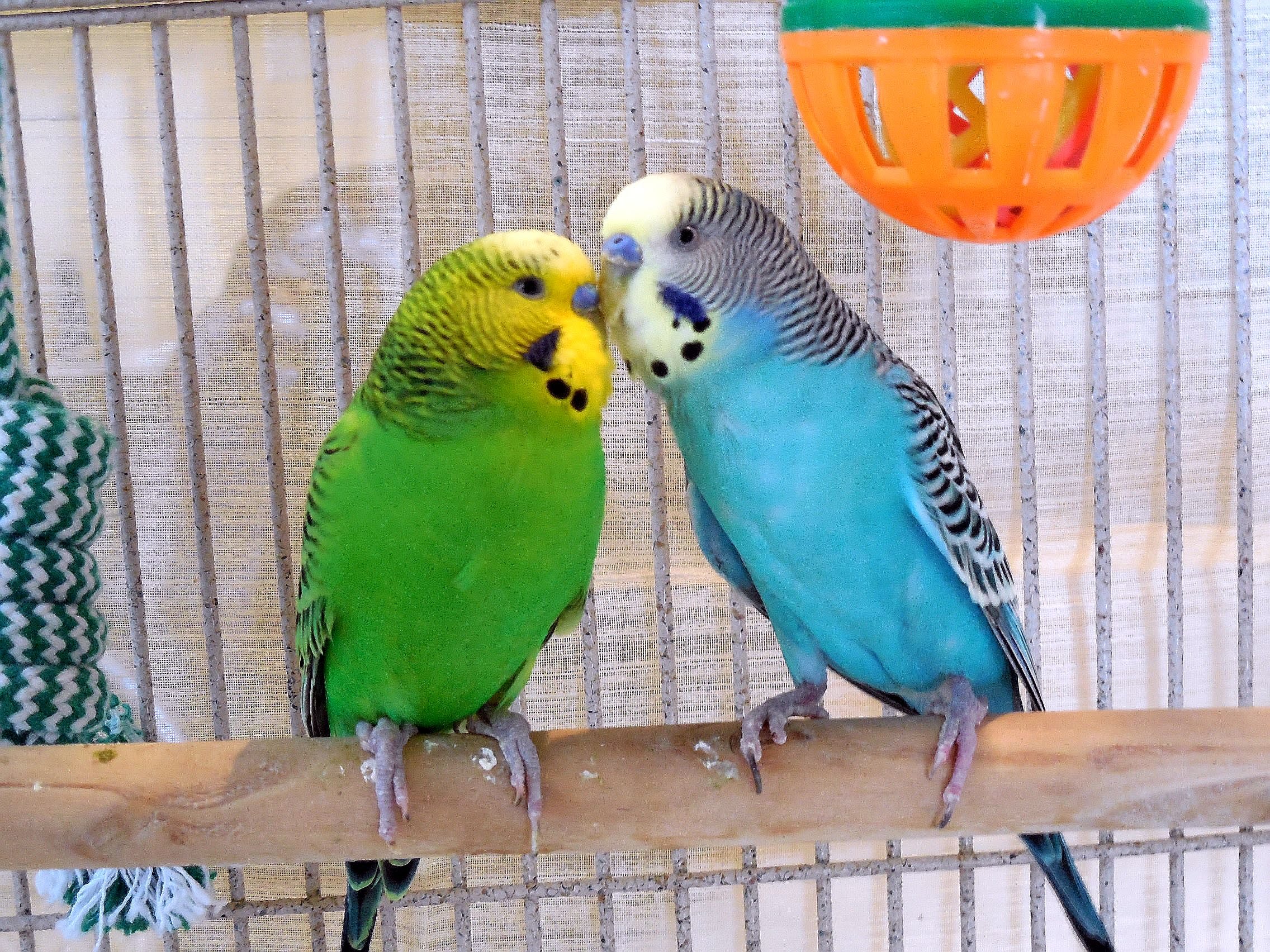 2 Hours Nature Sounds Parakeets Budgies Chirping Singing. Reduce ...