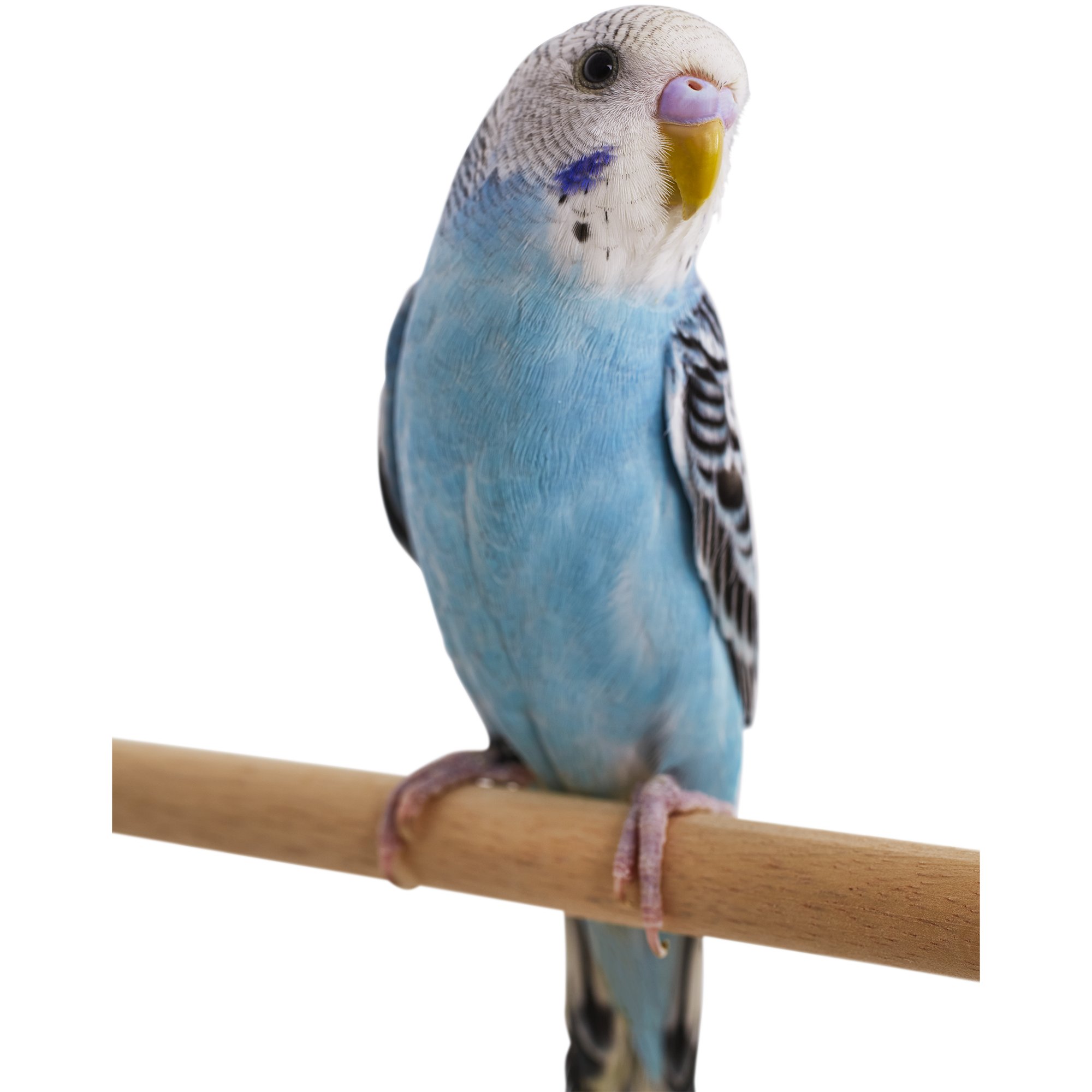 Blue Parakeet | Petco