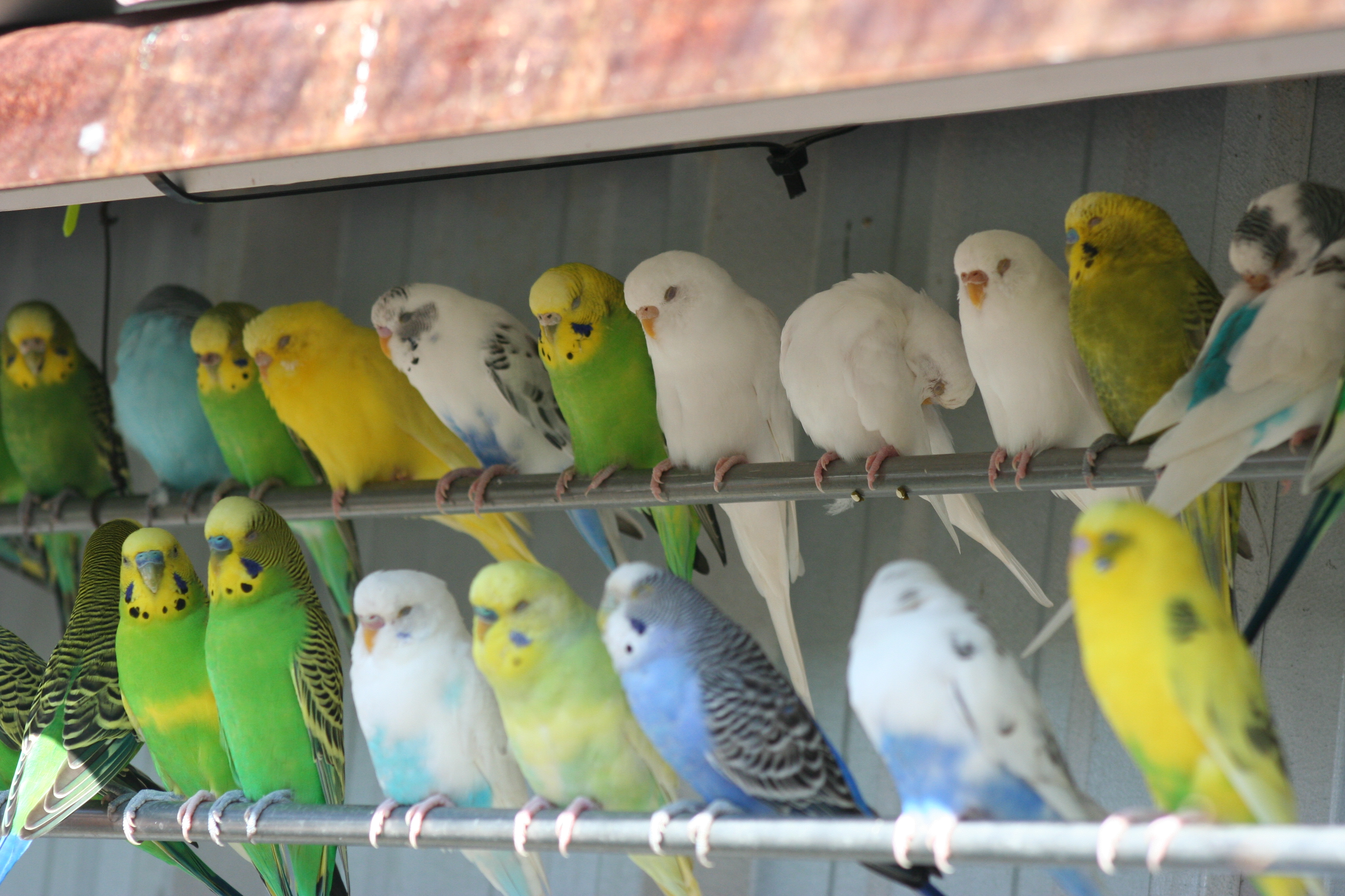 Cute Parakeets as a Pet at Home - About Pet Life