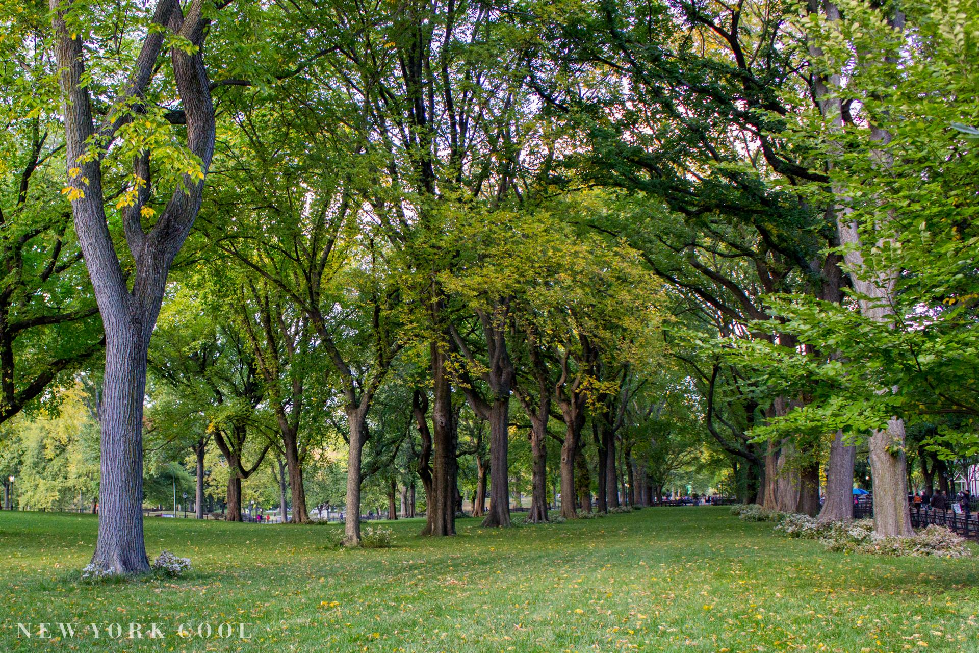 5 CURIOSITIES ABOUT CENTRAL PARK | New York Cool