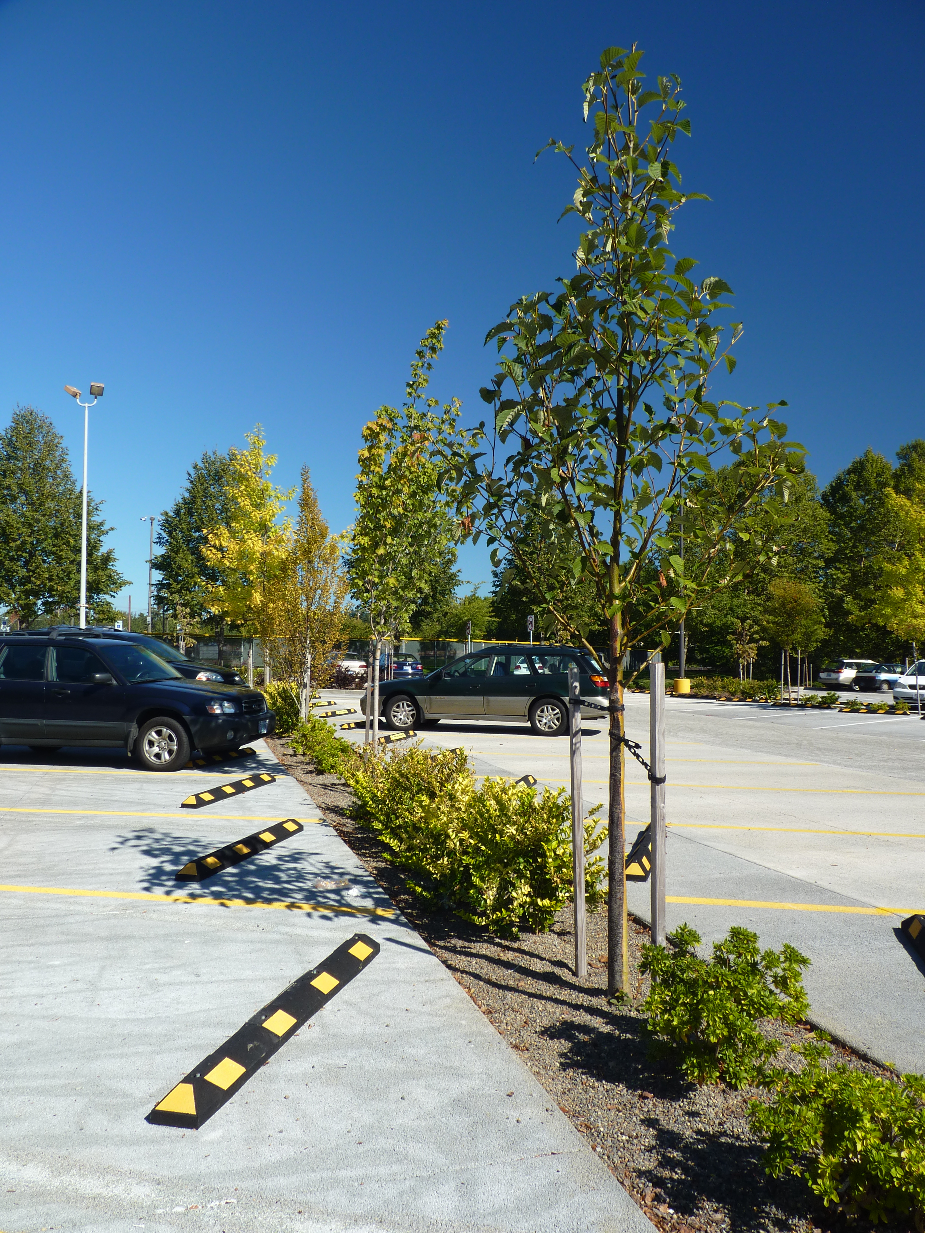 Parking Forest: As if Mother Nature designed a parking lot