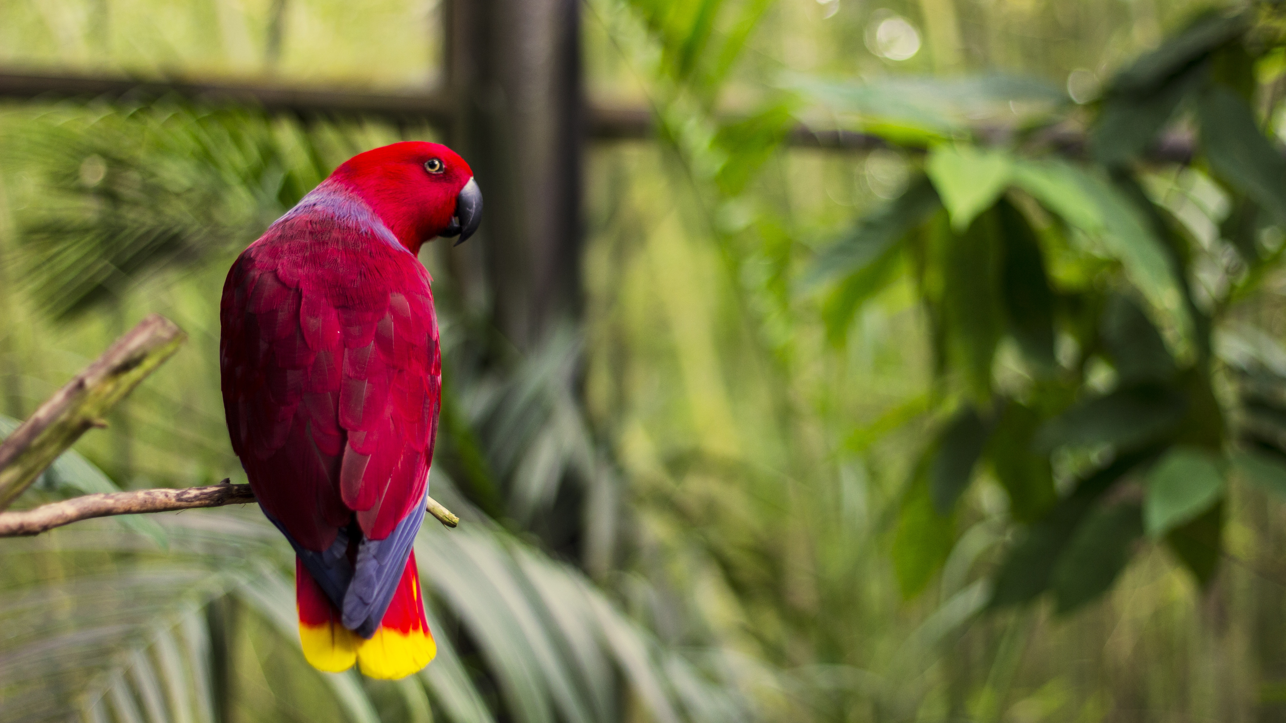 Parrot photo