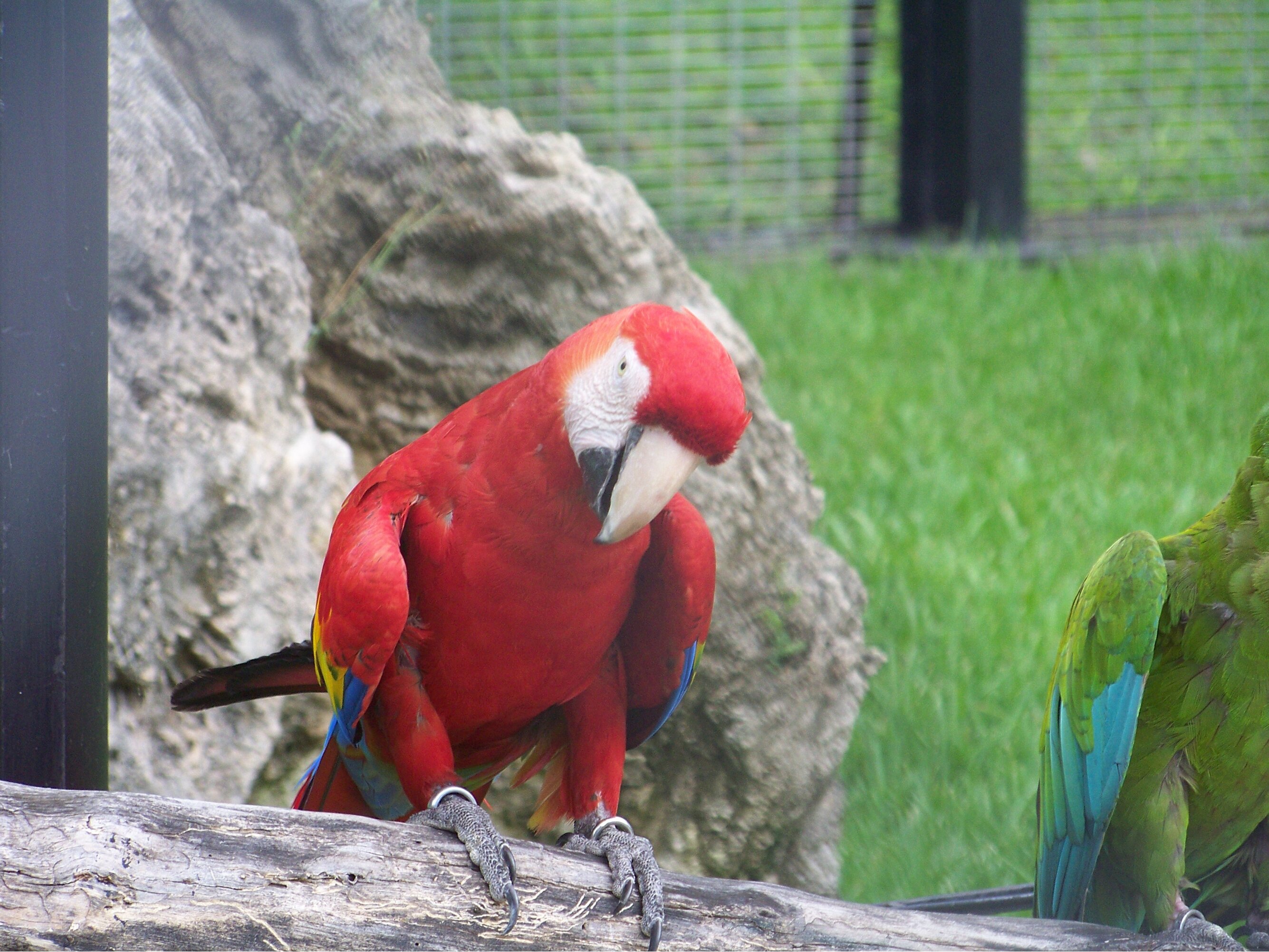 Parrot, American, Red, Macao, Macaw, HQ Photo