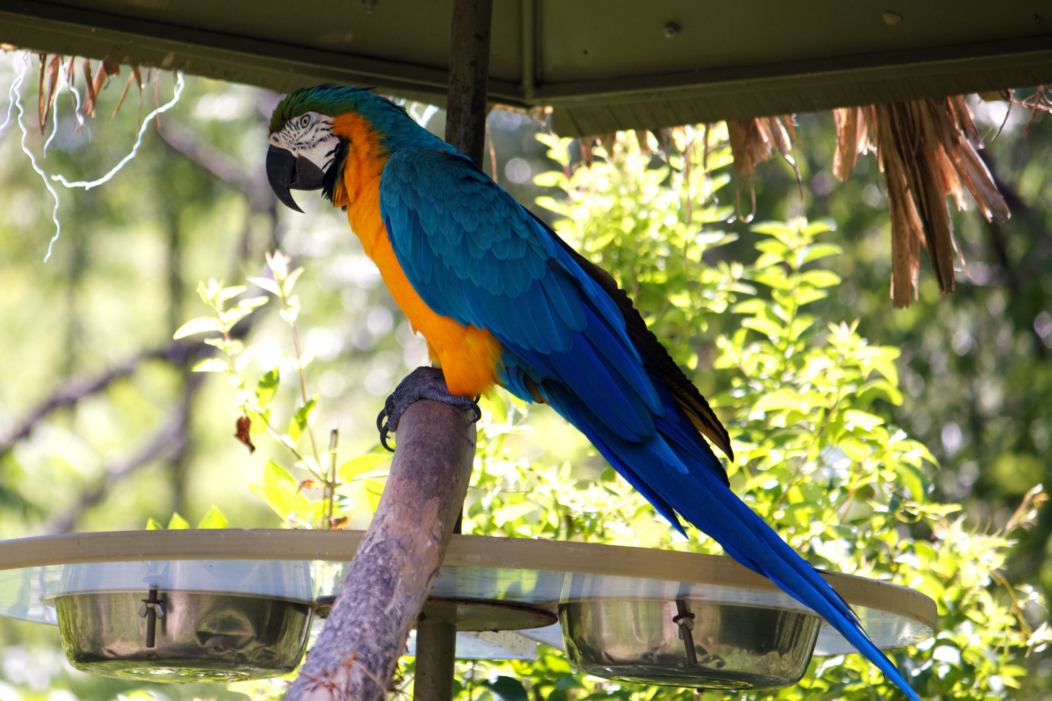Parrot, Animal, Bird, Blue, Tropical, HQ Photo