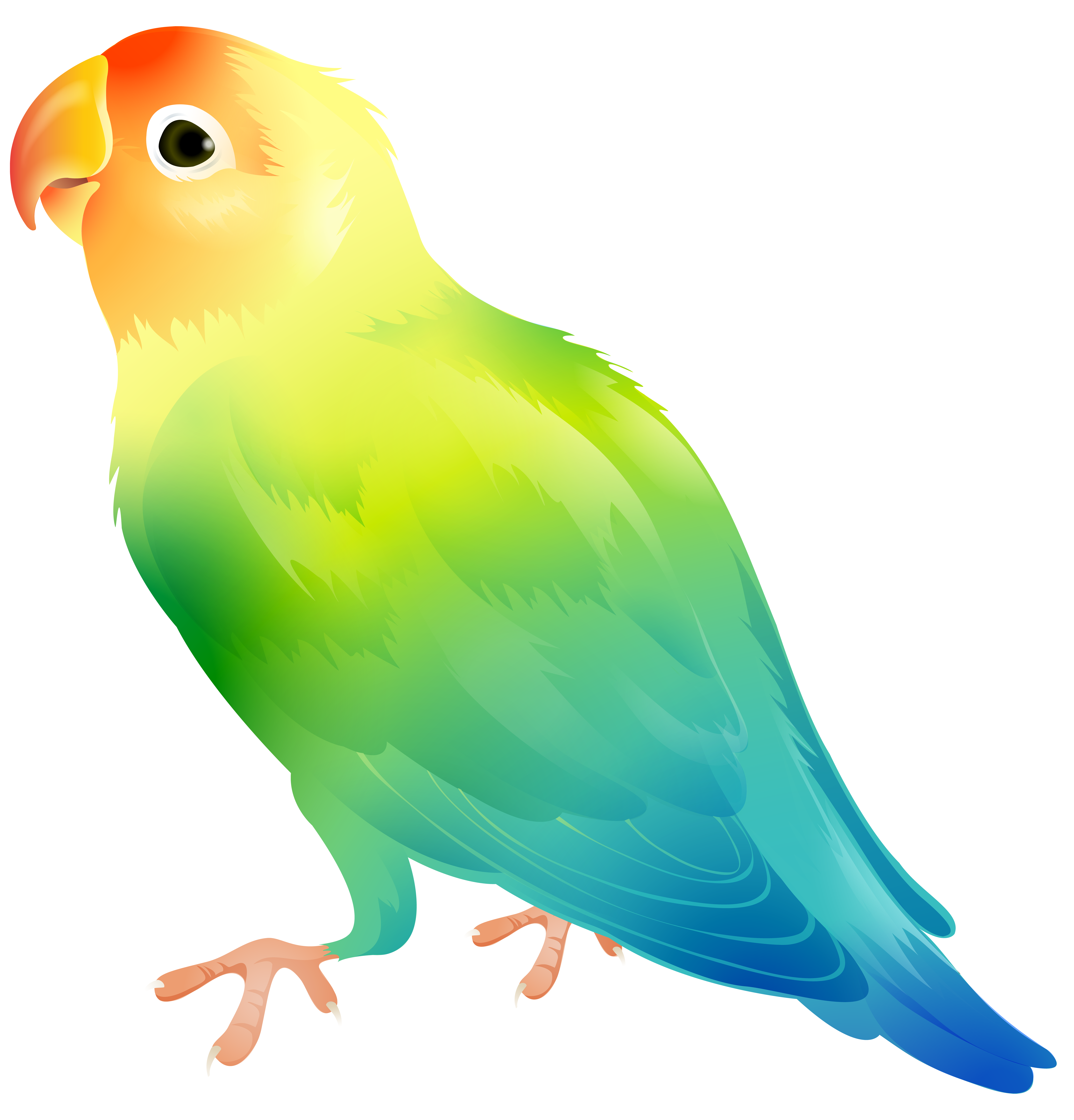Parrot Bird PNG Clip Art Image | Gallery Yopriceville - High ...
