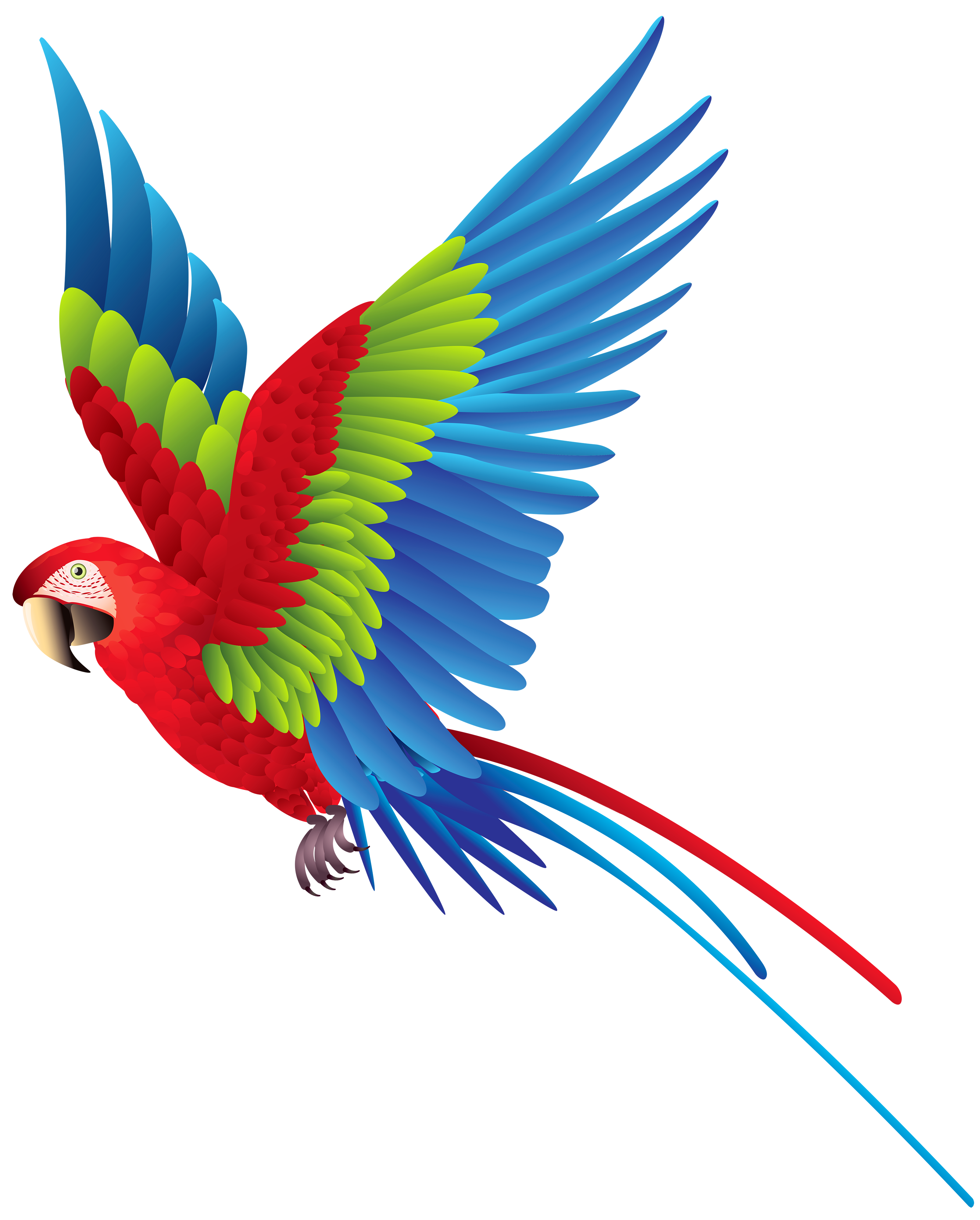 Colourful Parrot PNG Clipart - Best WEB Clipart
