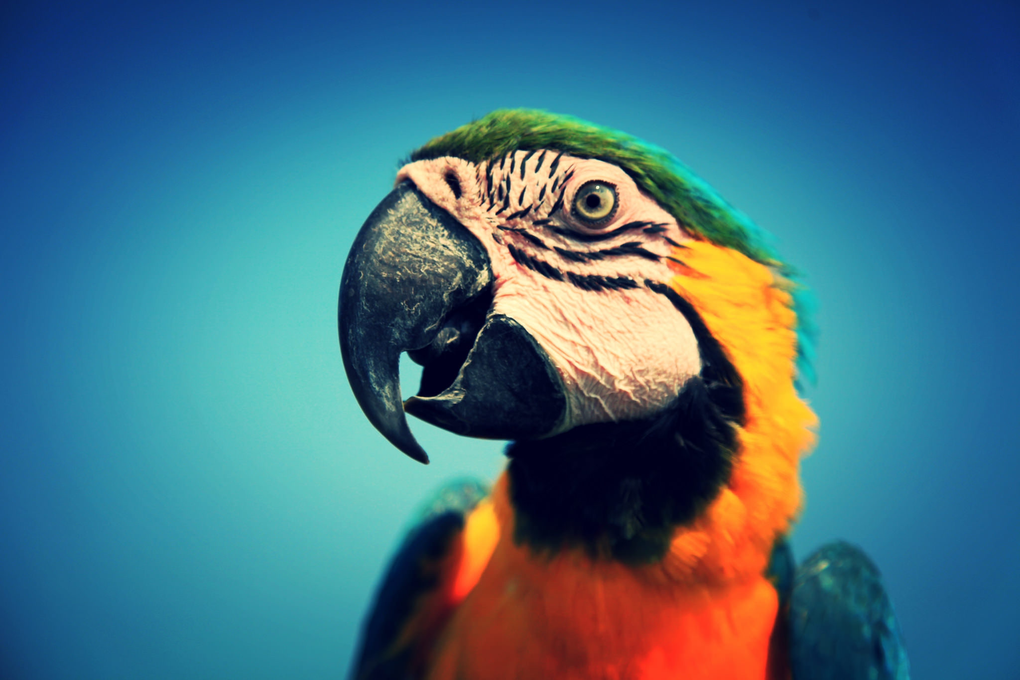 Parrot Close-Up (Edit)