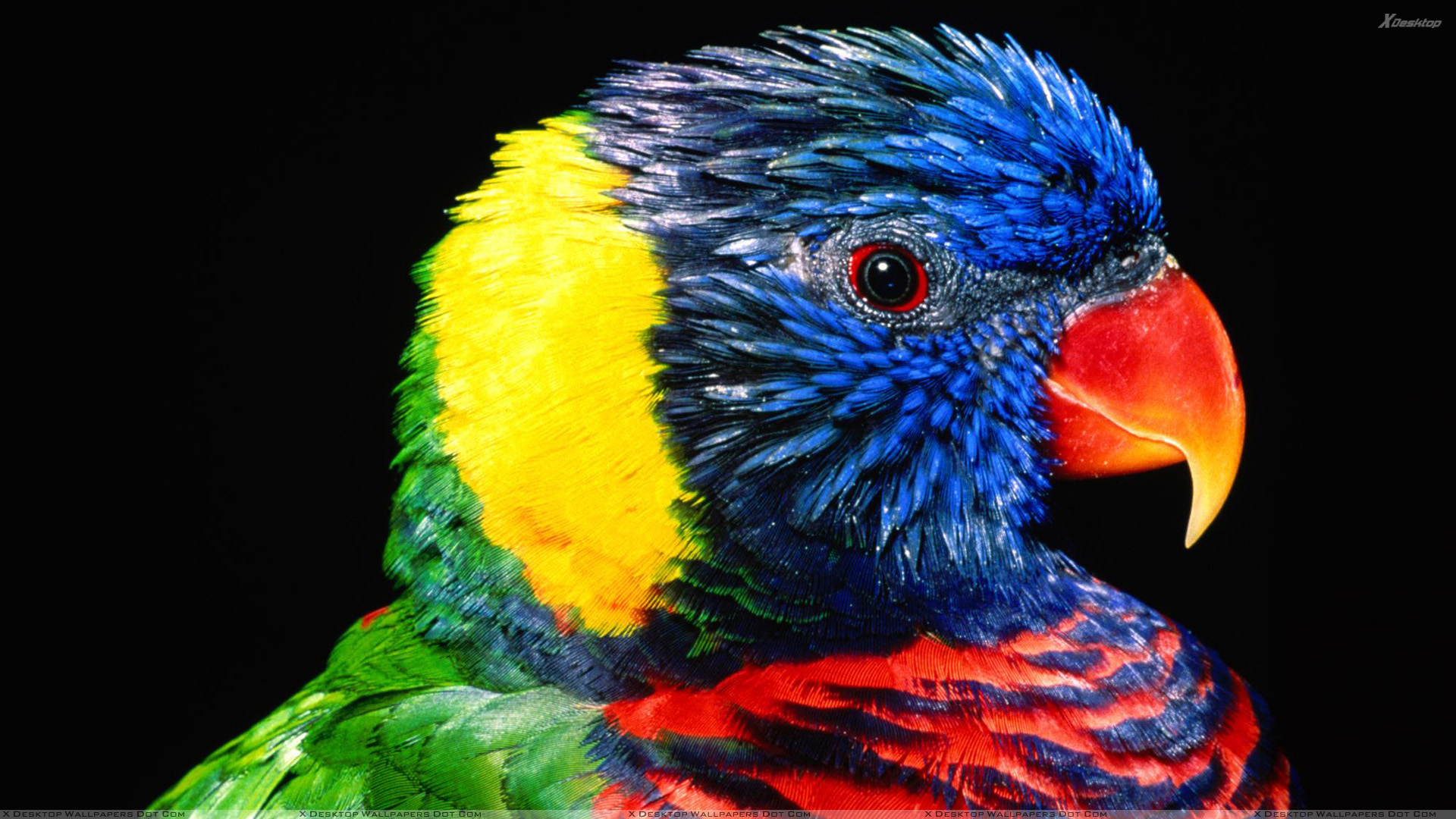 Colorful Parrot Closeup Face Wallpaper