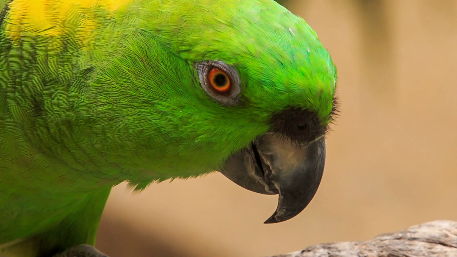 Closeup Green Parrot Turns Head Stock Video Footage - VideoBlocks