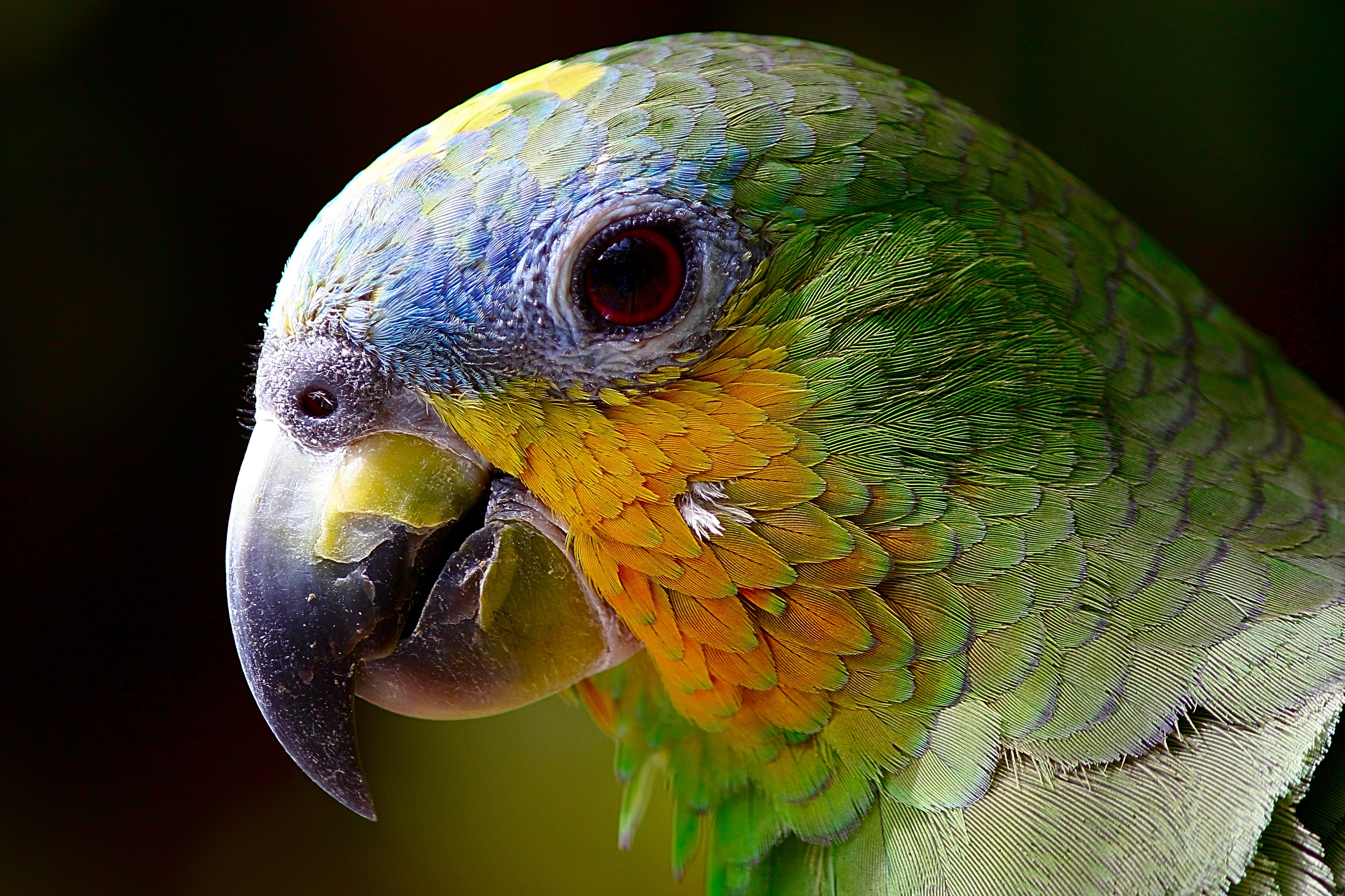 Parrot Close Up 4K Wallpaper | HD Wallpaper Background