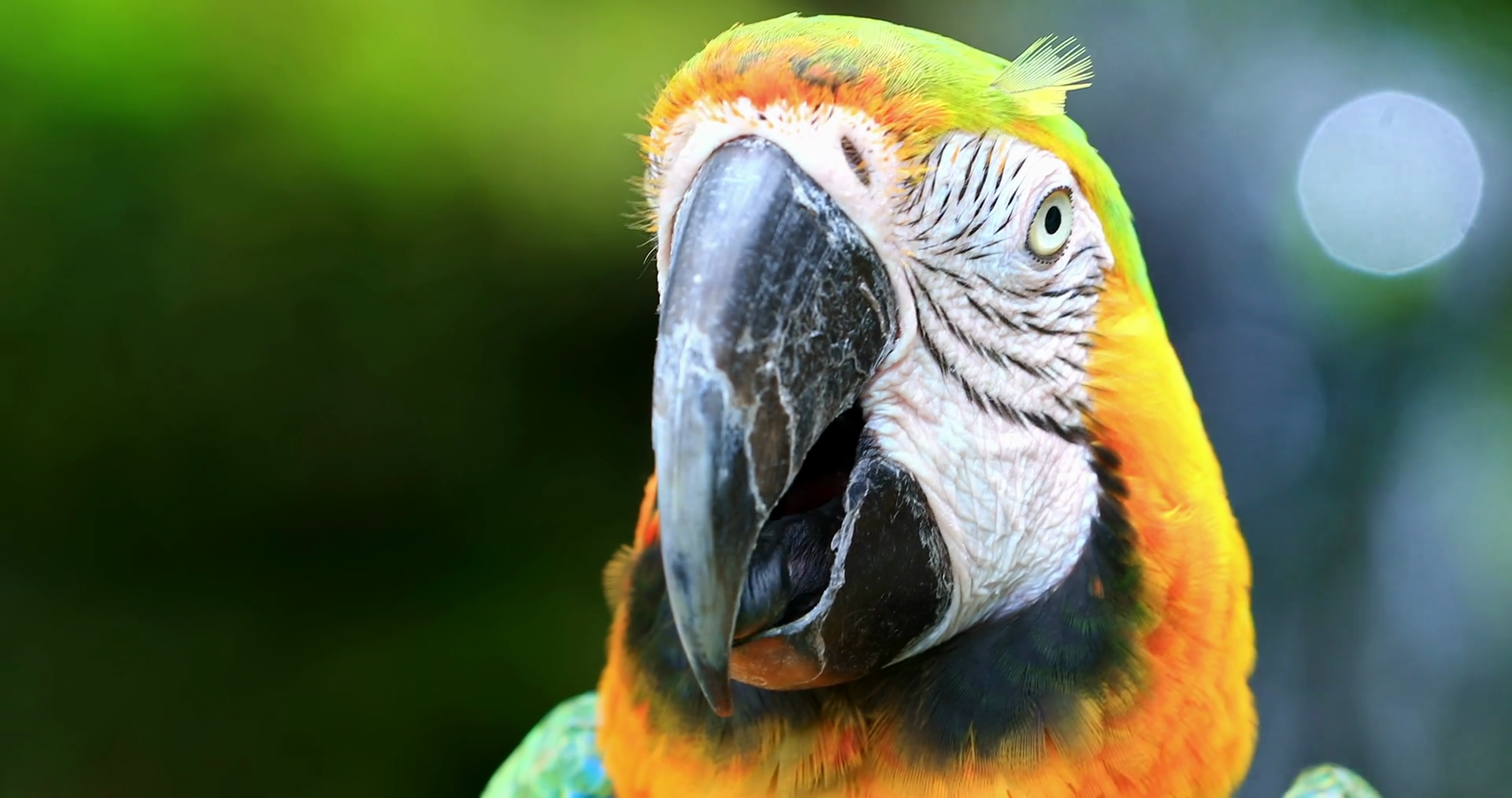 Cute parrot close up portrait of exotic tropical bird looking in ...