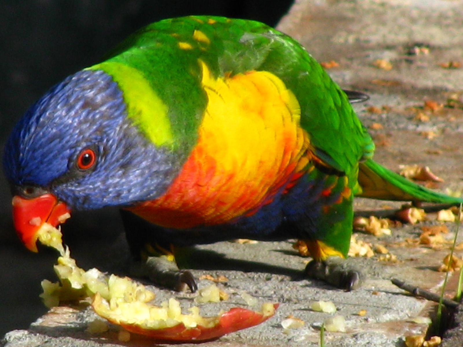 Parrot eating an apple, Apple, Australian, Bird, Eating, HQ Photo