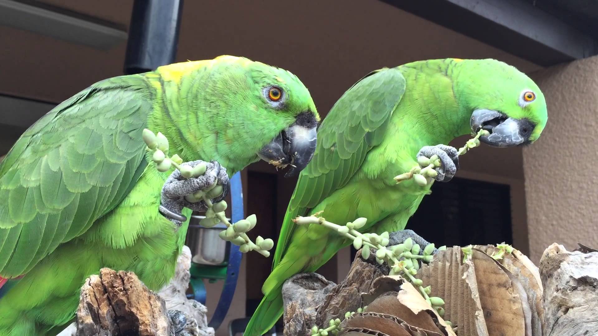 Amazon Parrots Love Palm Nuts - YouTube