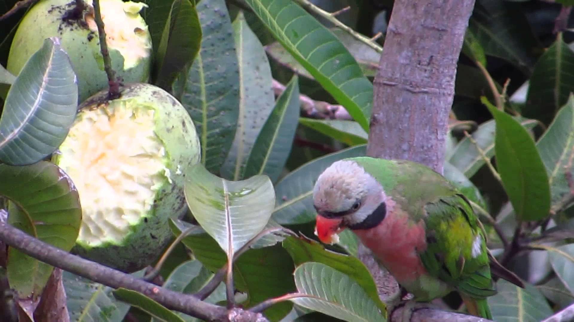 Parrots found eating mango - YouTube