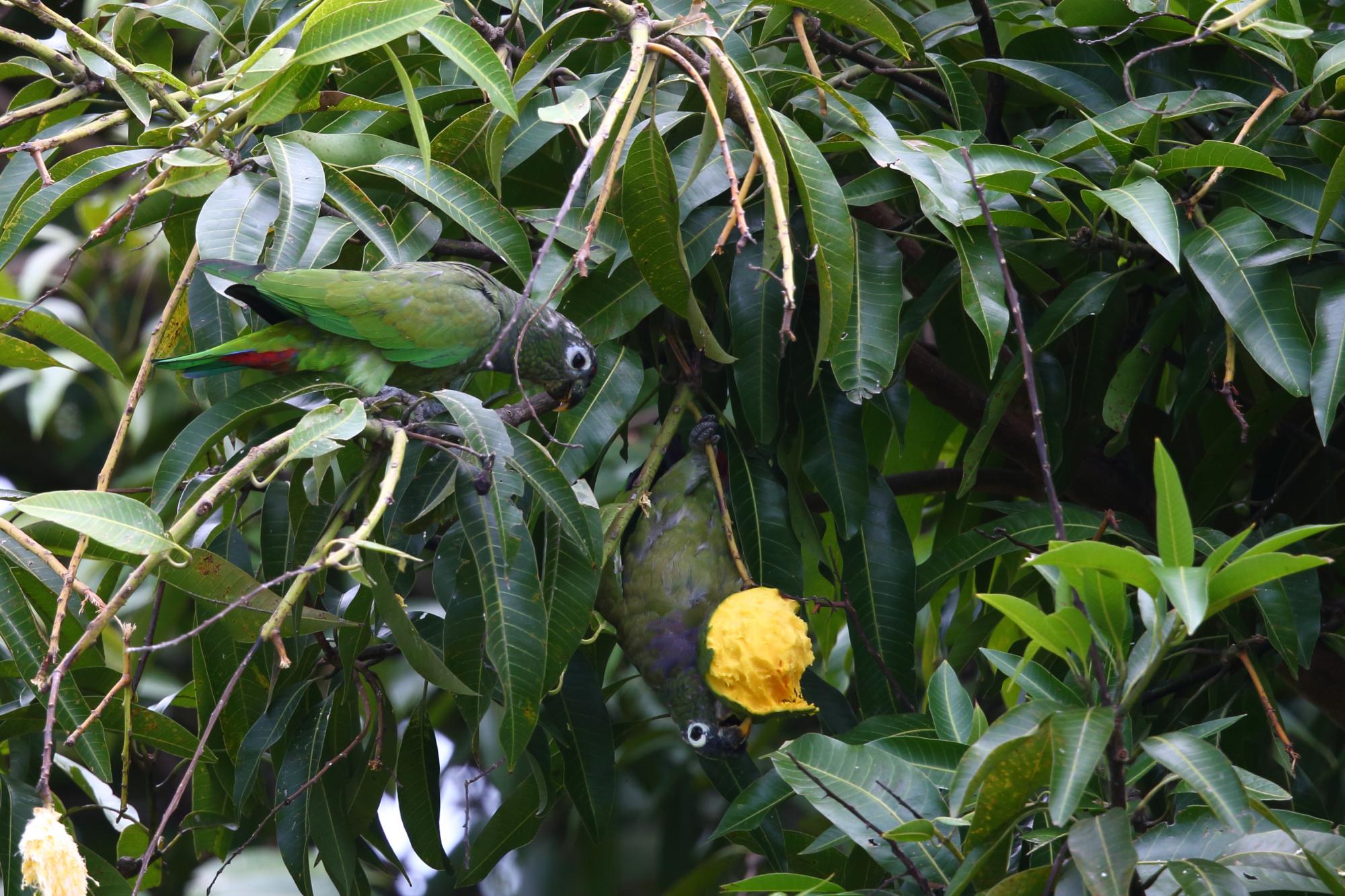 Scaly-headed Parrot (Pionus maximiliani) Birds eating fruit of mango ...