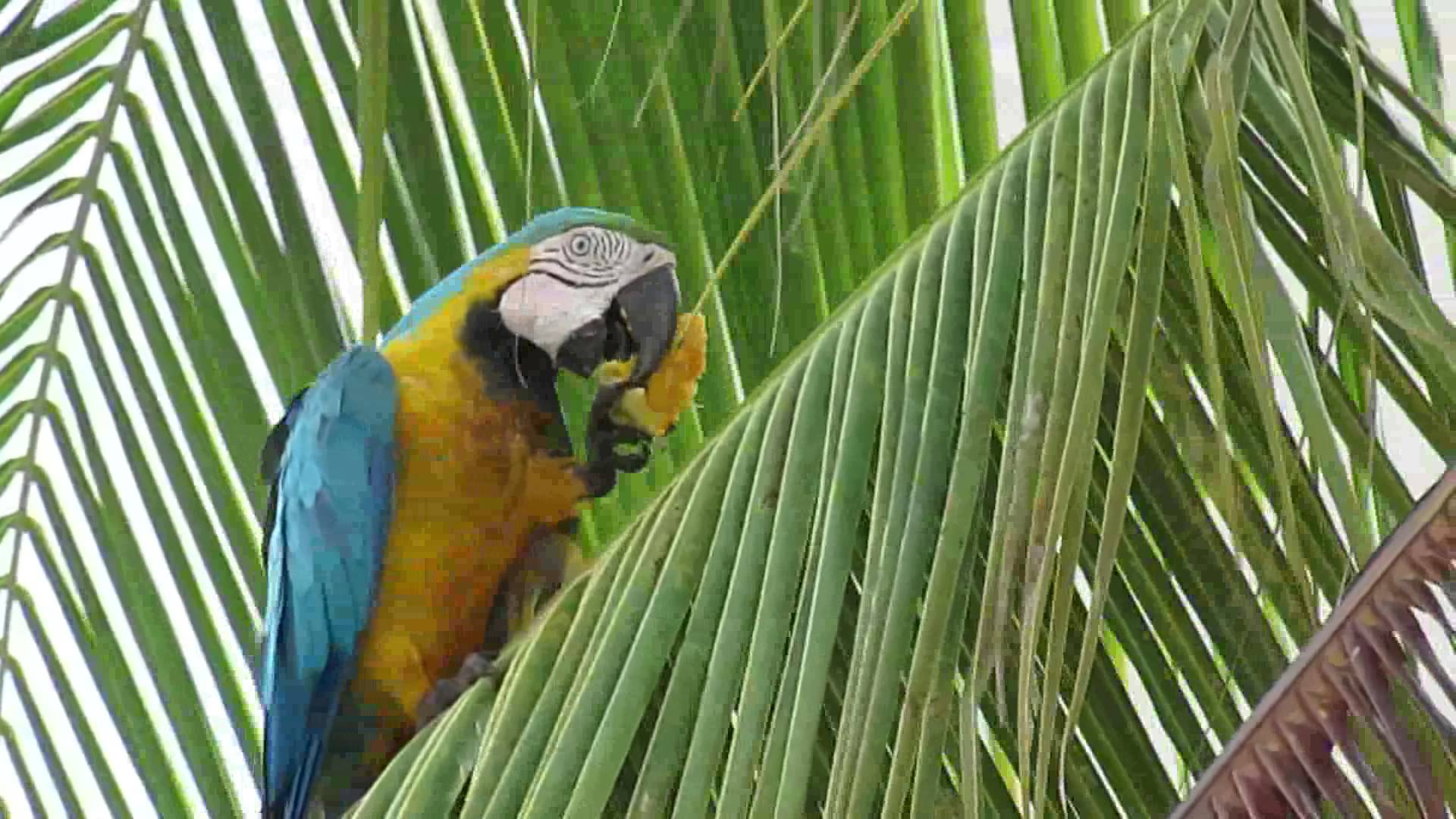 Blue and yellow Macaw eating mango - Thore Noernberg Birdwatching ...