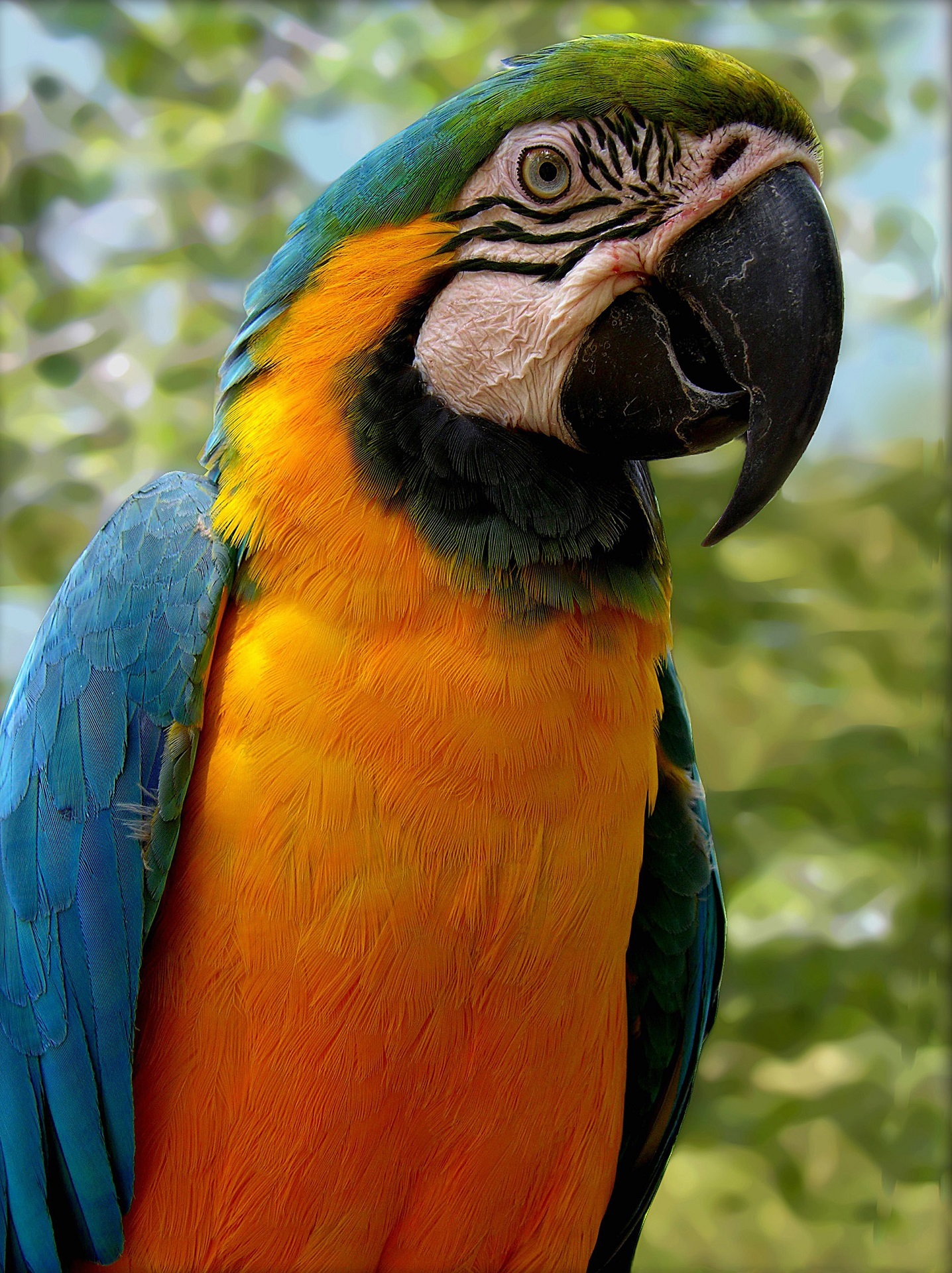 Parrot in the park photo