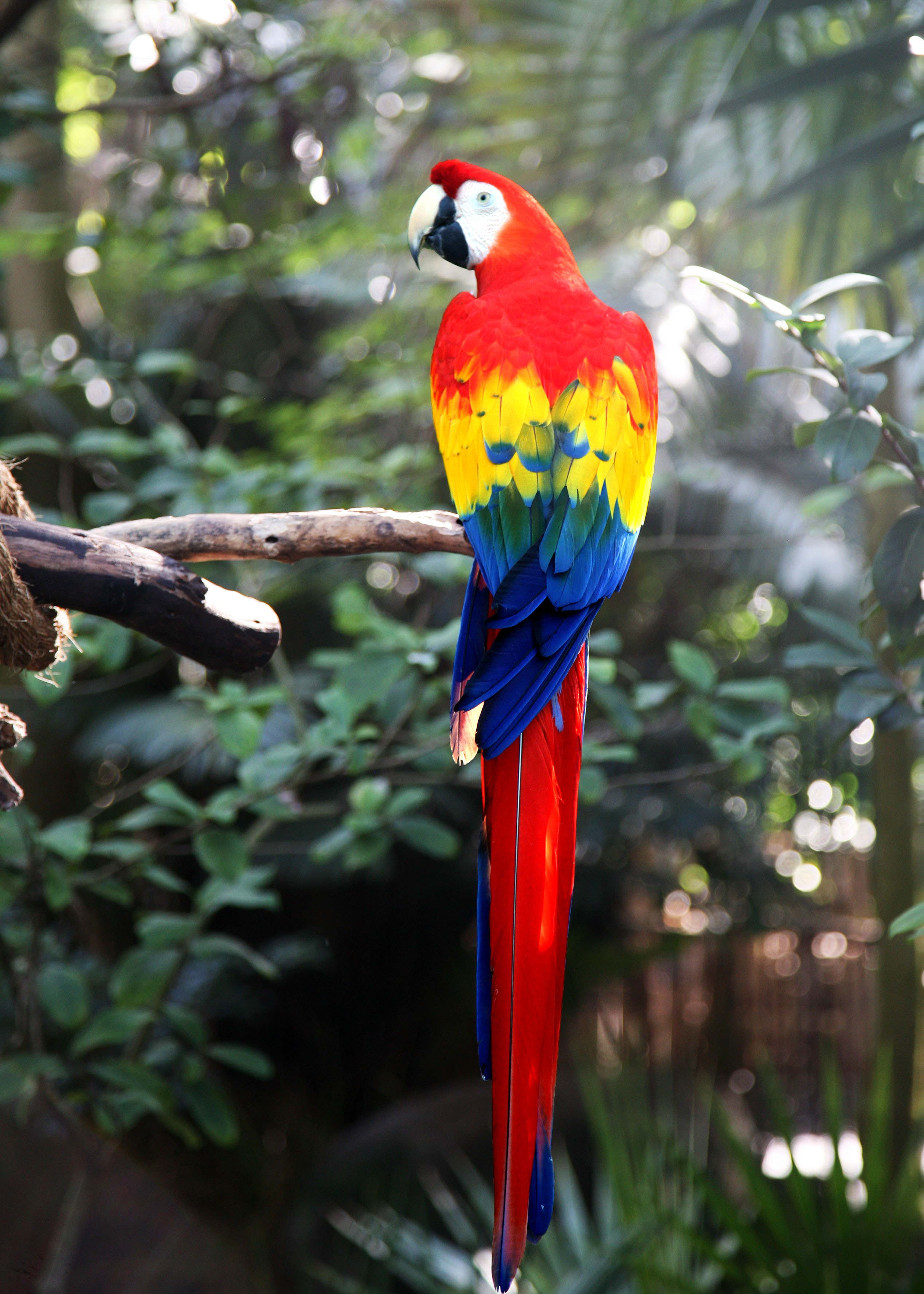 A Kid's Photo | Photo of an Scarlet MaCaw Parrot