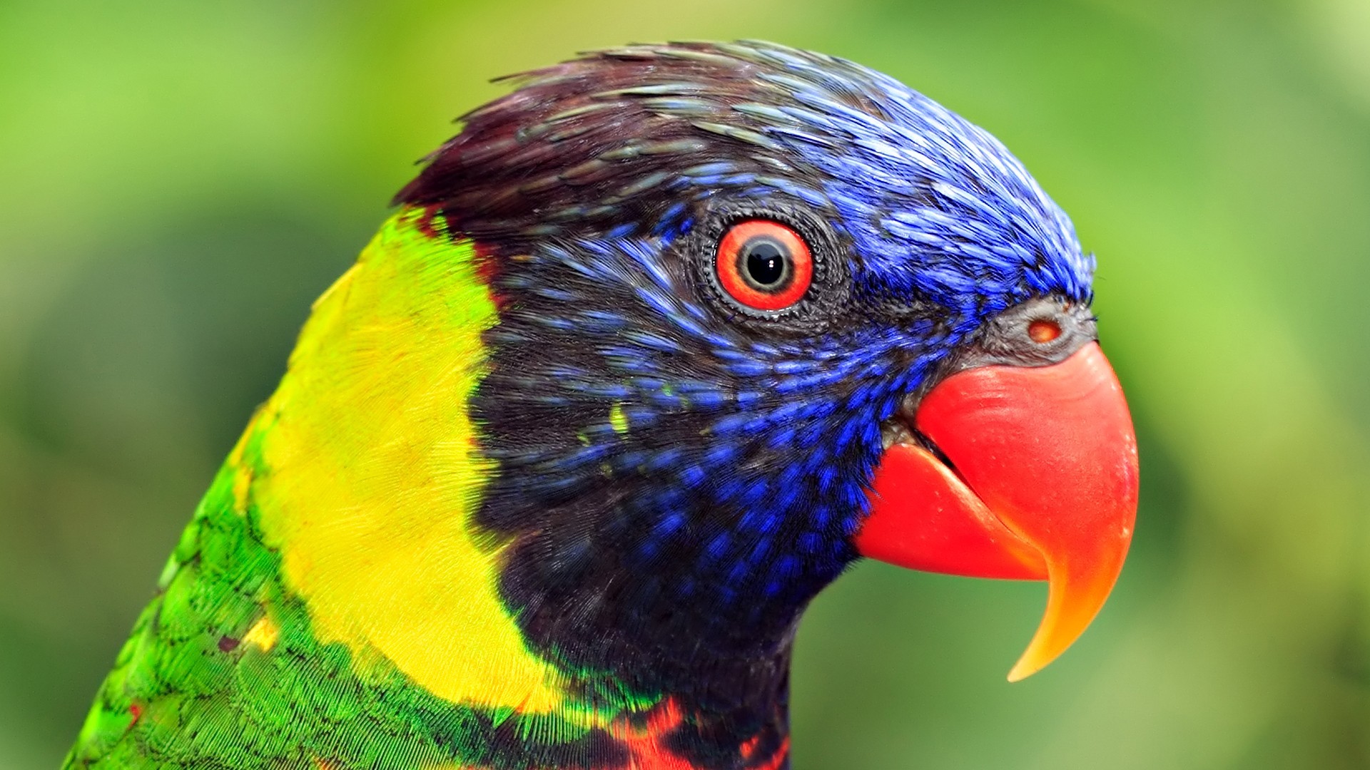 Birds Animals Up Close Parrots Kiwi Bird Iphone Wallpaper ~ Birds ...