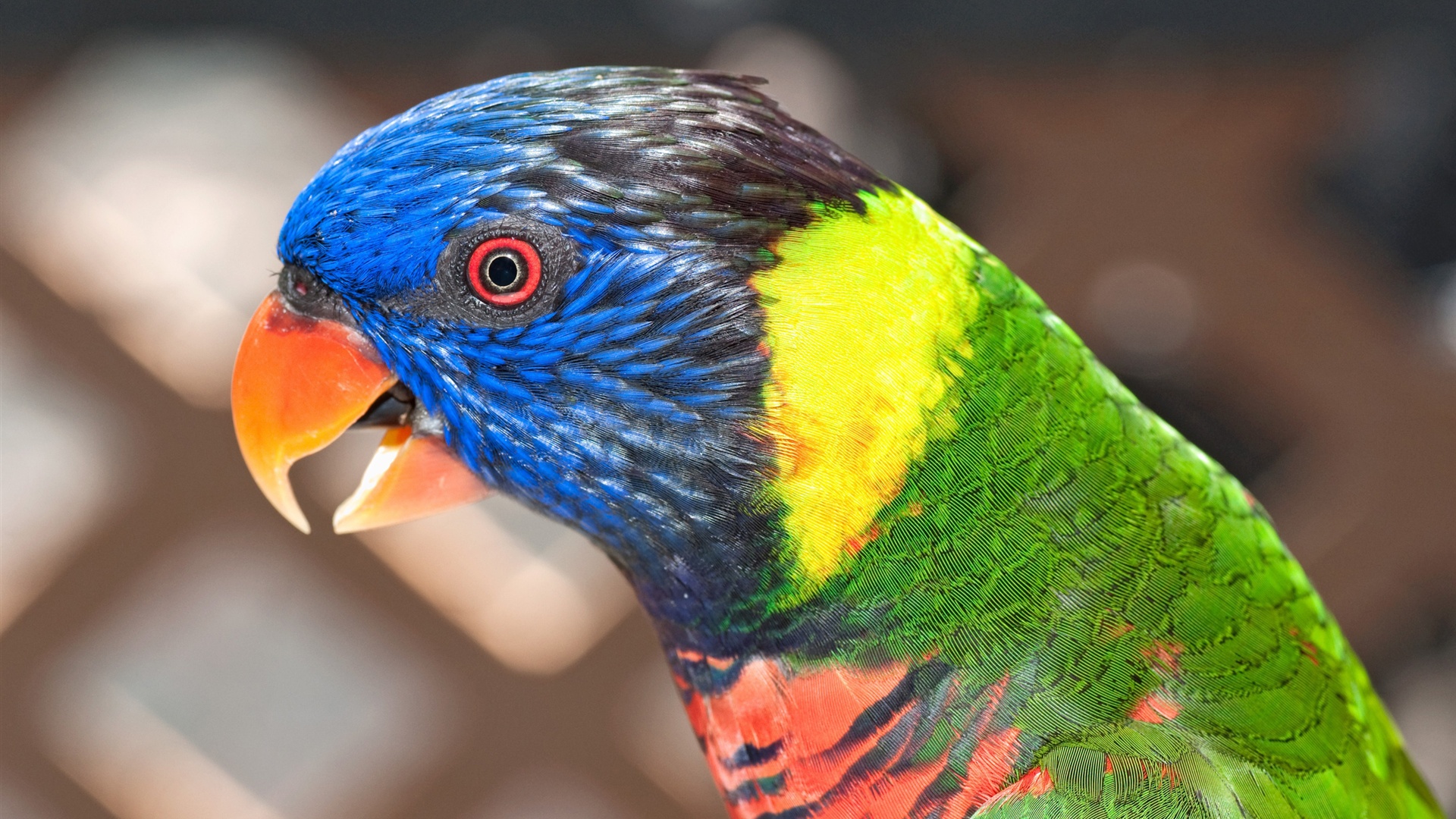 Download Wallpaper 1920x1080 Parrot close-up, blurred background ...