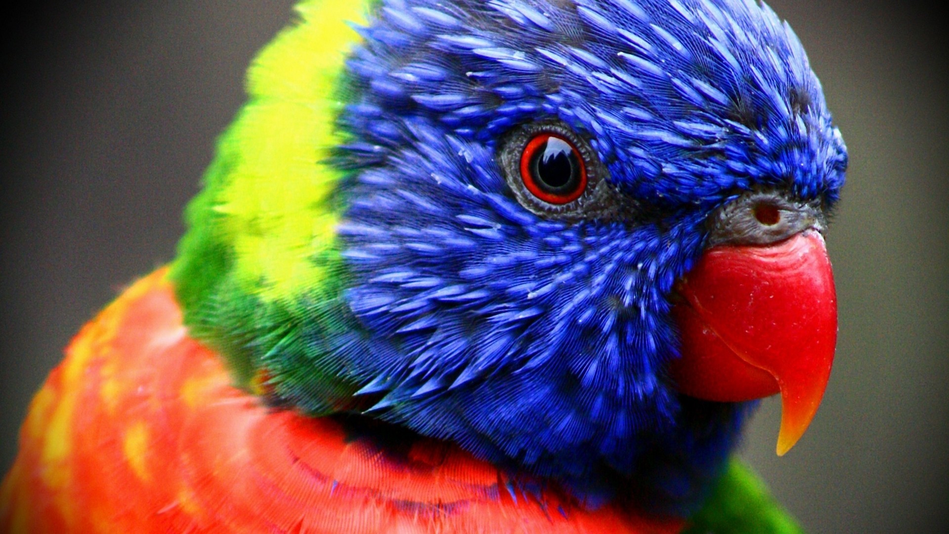 Animals & Birds Parrot High Resolution wallpapers (Desktop, Phone ...