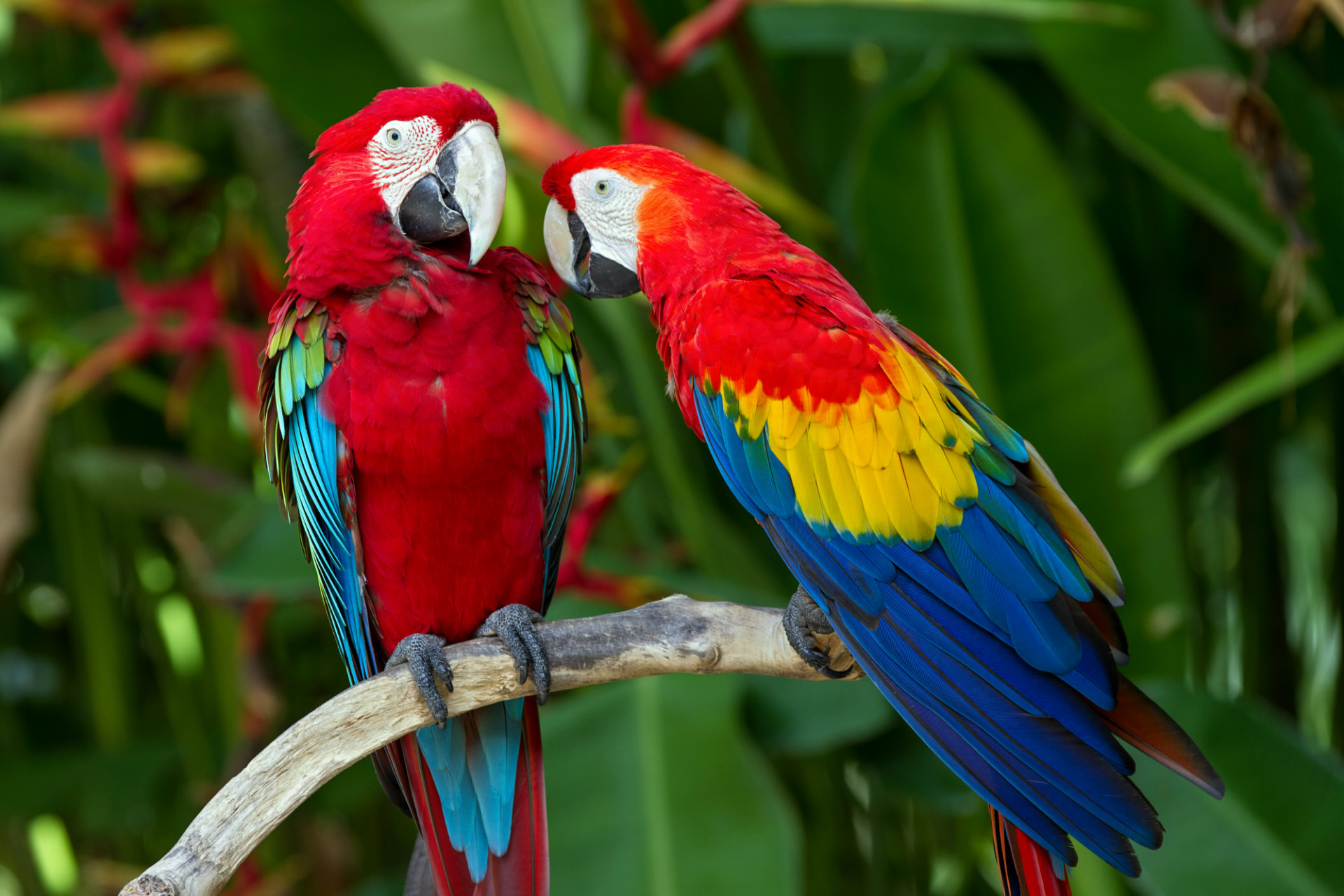 Macaws , Too Talkative! — Steemit