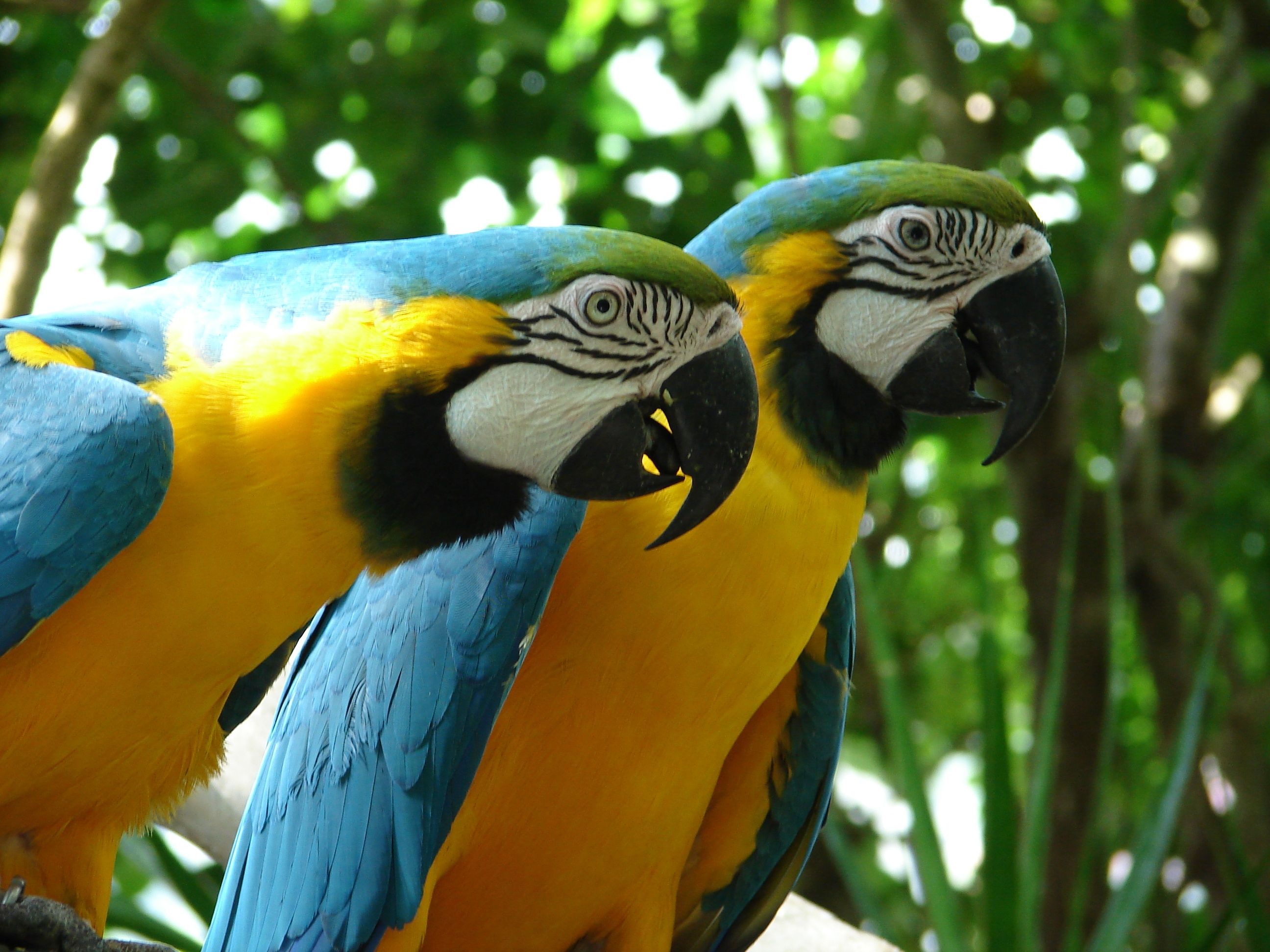 Macaw Parrots | Bird and Budgies