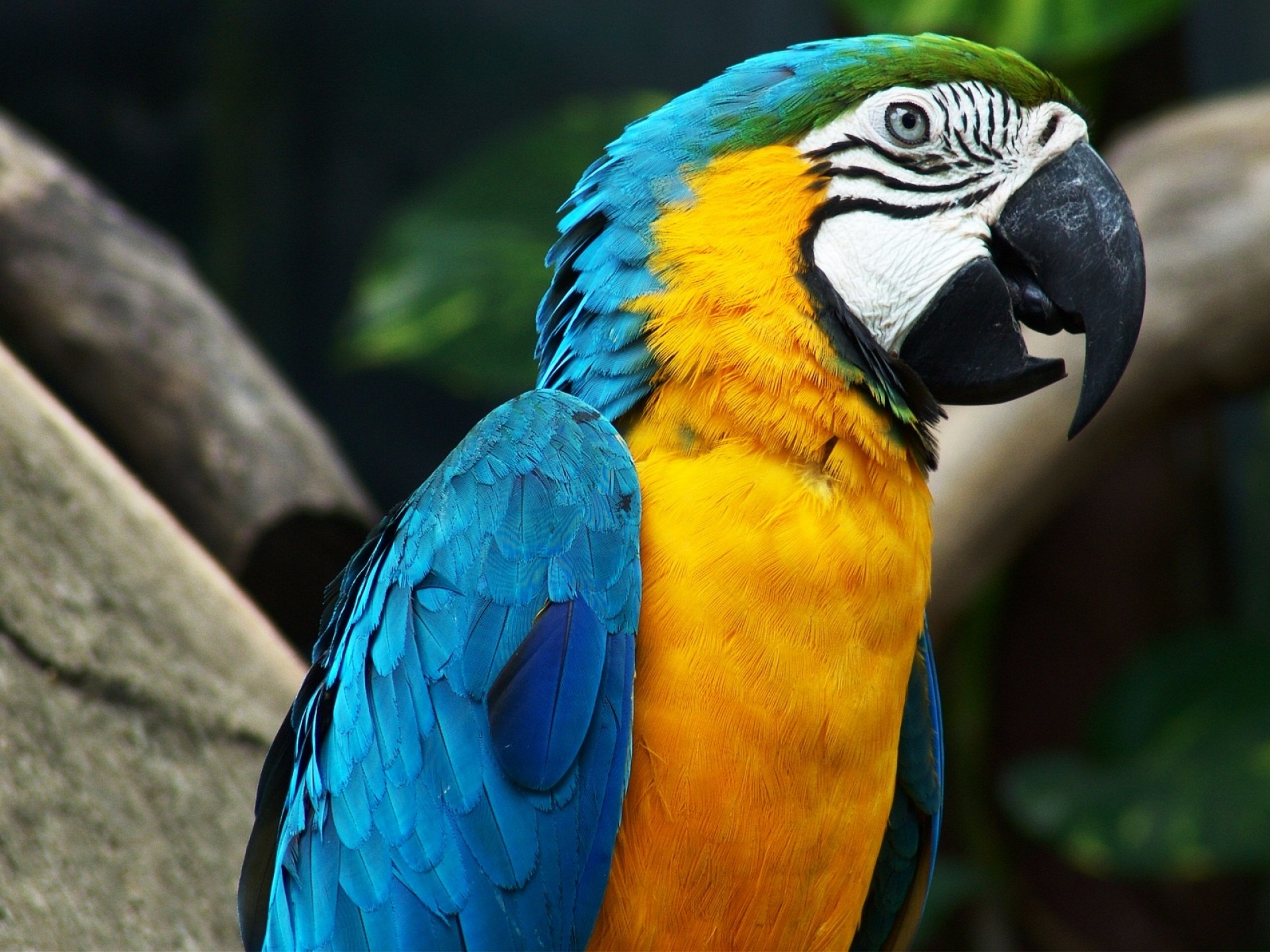 Blue-yellow Macaw Parrot Wallpaper - Download Wallpaper Nature Free