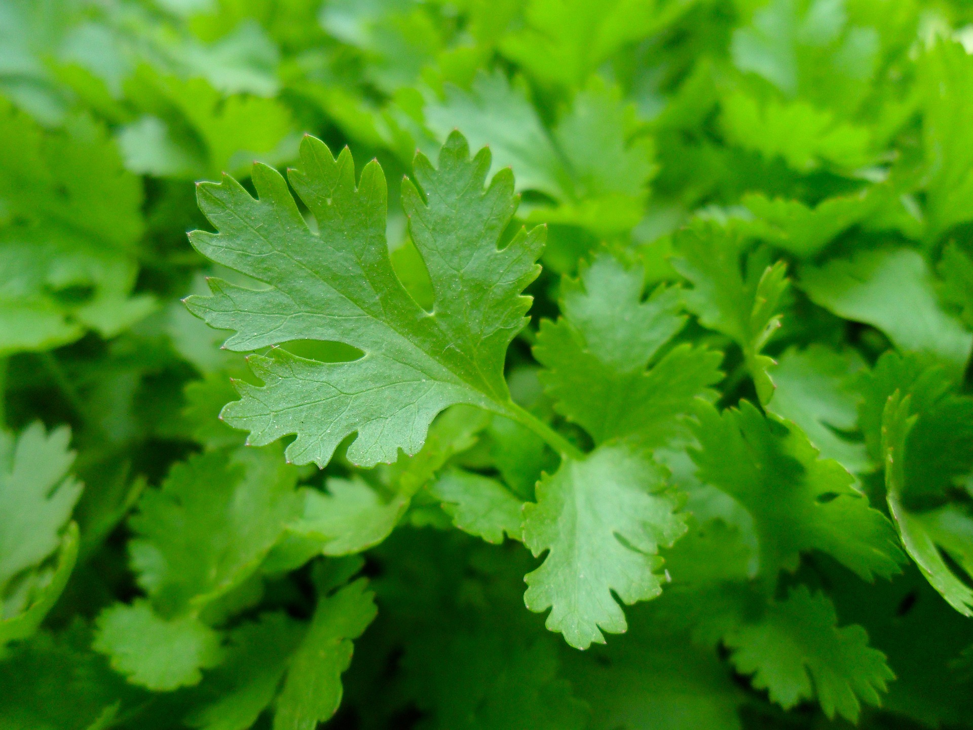 Parsley: Planting, Growing, and Harvesting Parsley Plants | The Old ...
