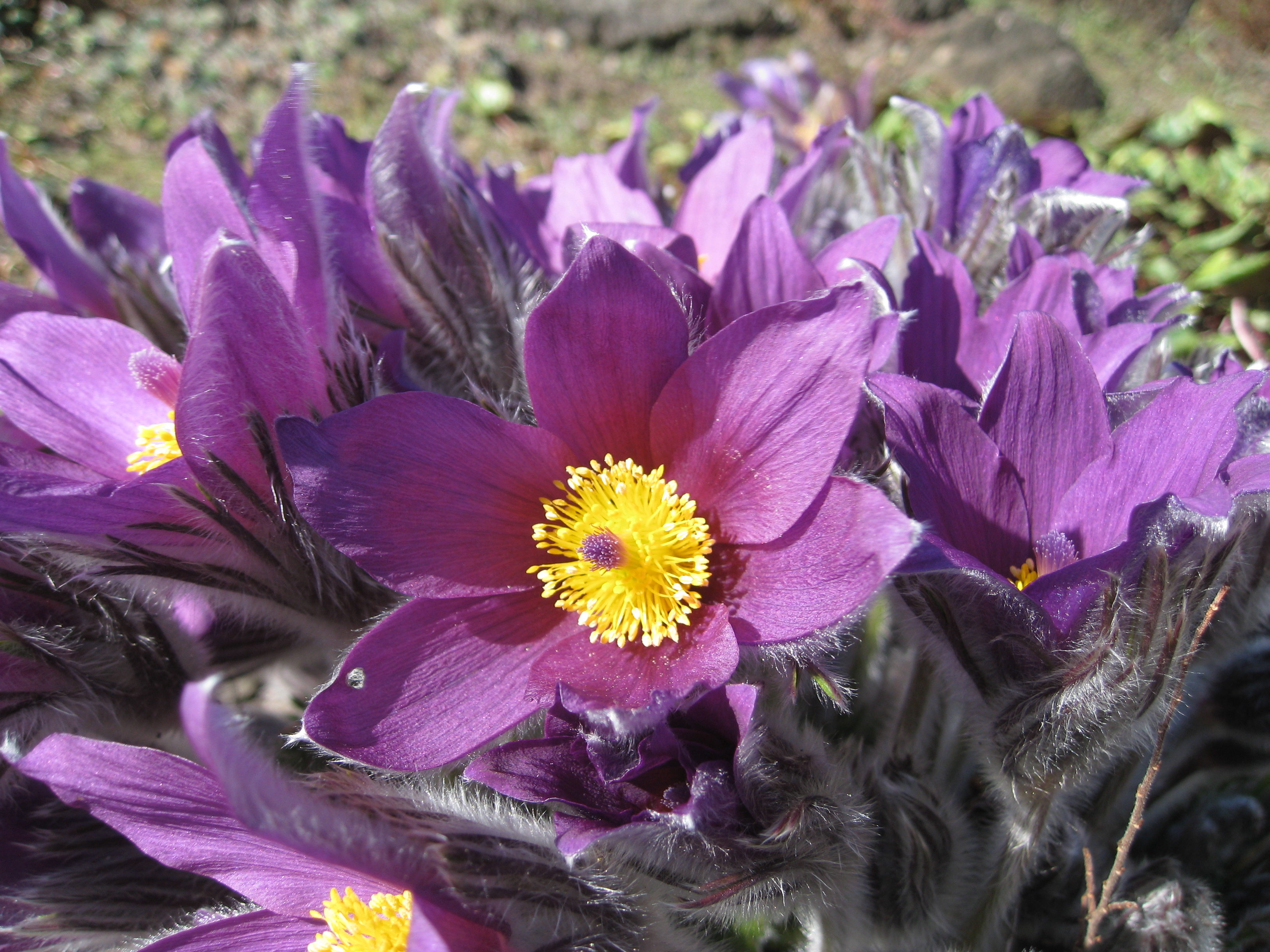 File:Flickr - brewbooks - Pasque flower.jpg - Wikimedia Commons