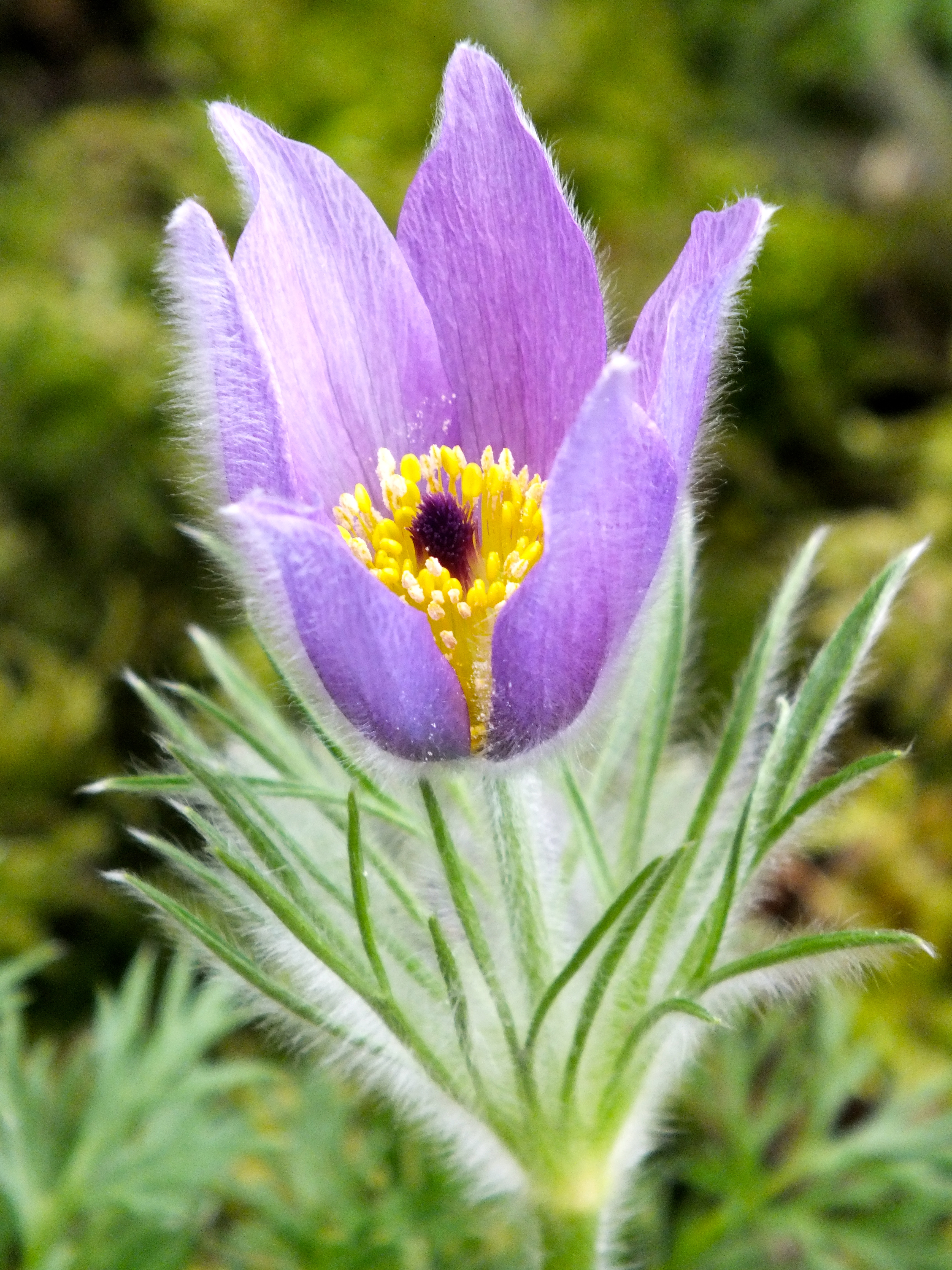 Pasque Flower – Pulsatilla vulgaris | The Teddington Gardener