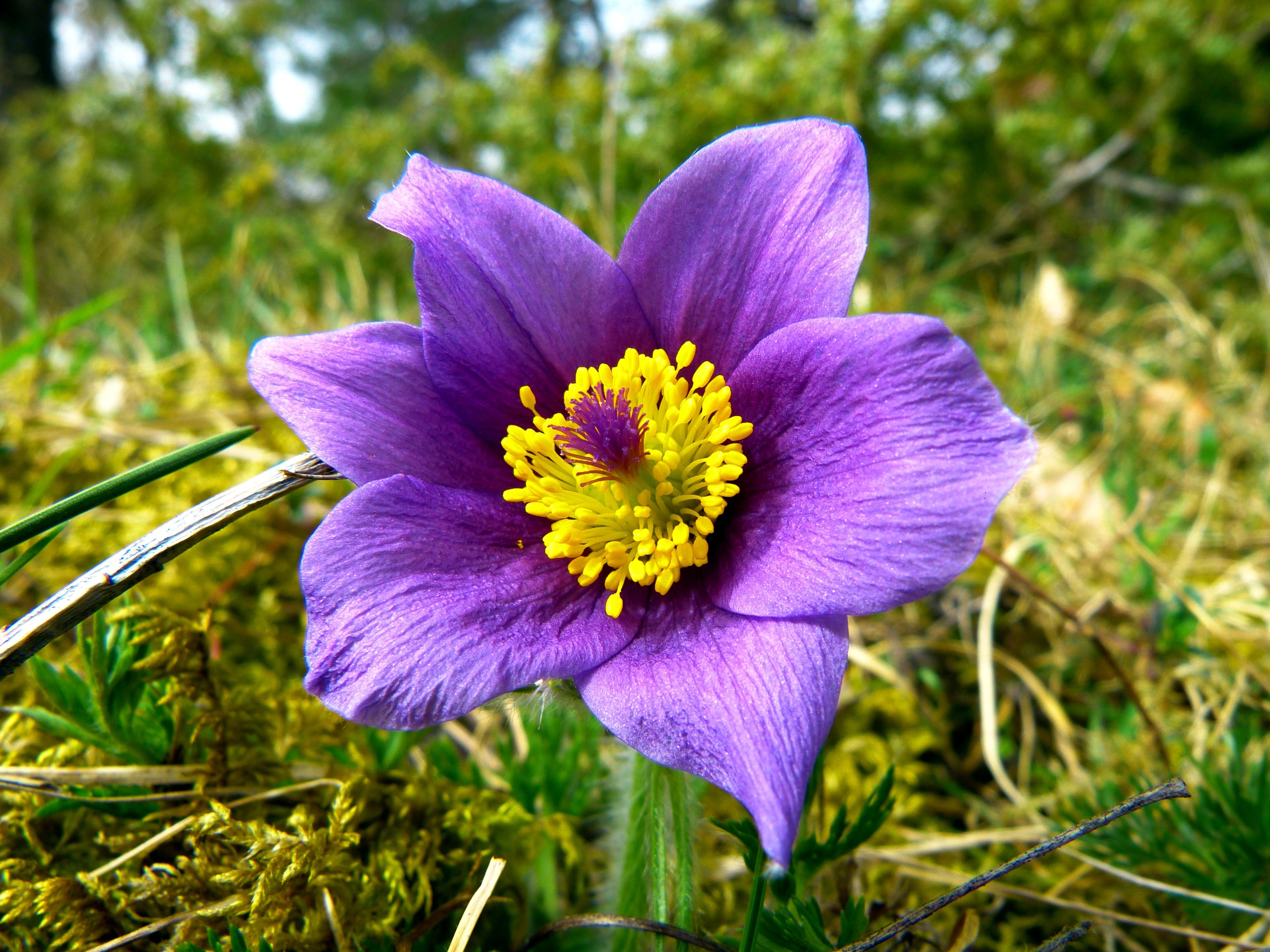 Free picture: mountain pasque flower