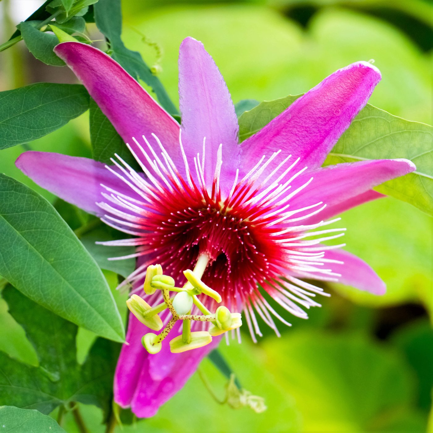 Passion Flower Vine Anastasia | Passiflora Vine Red and Pink – Easy ...