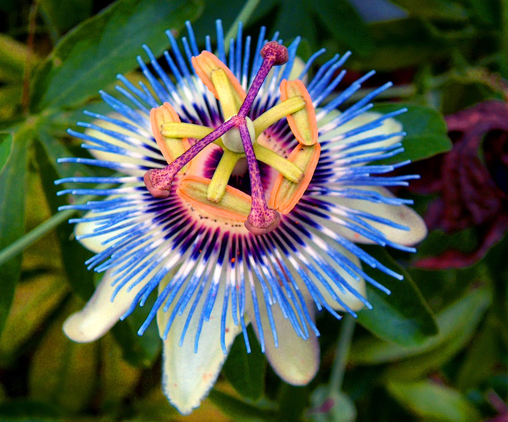 Anxious? Overthinking? Can't Sleep? Passion Flower Can Help! - YouTube