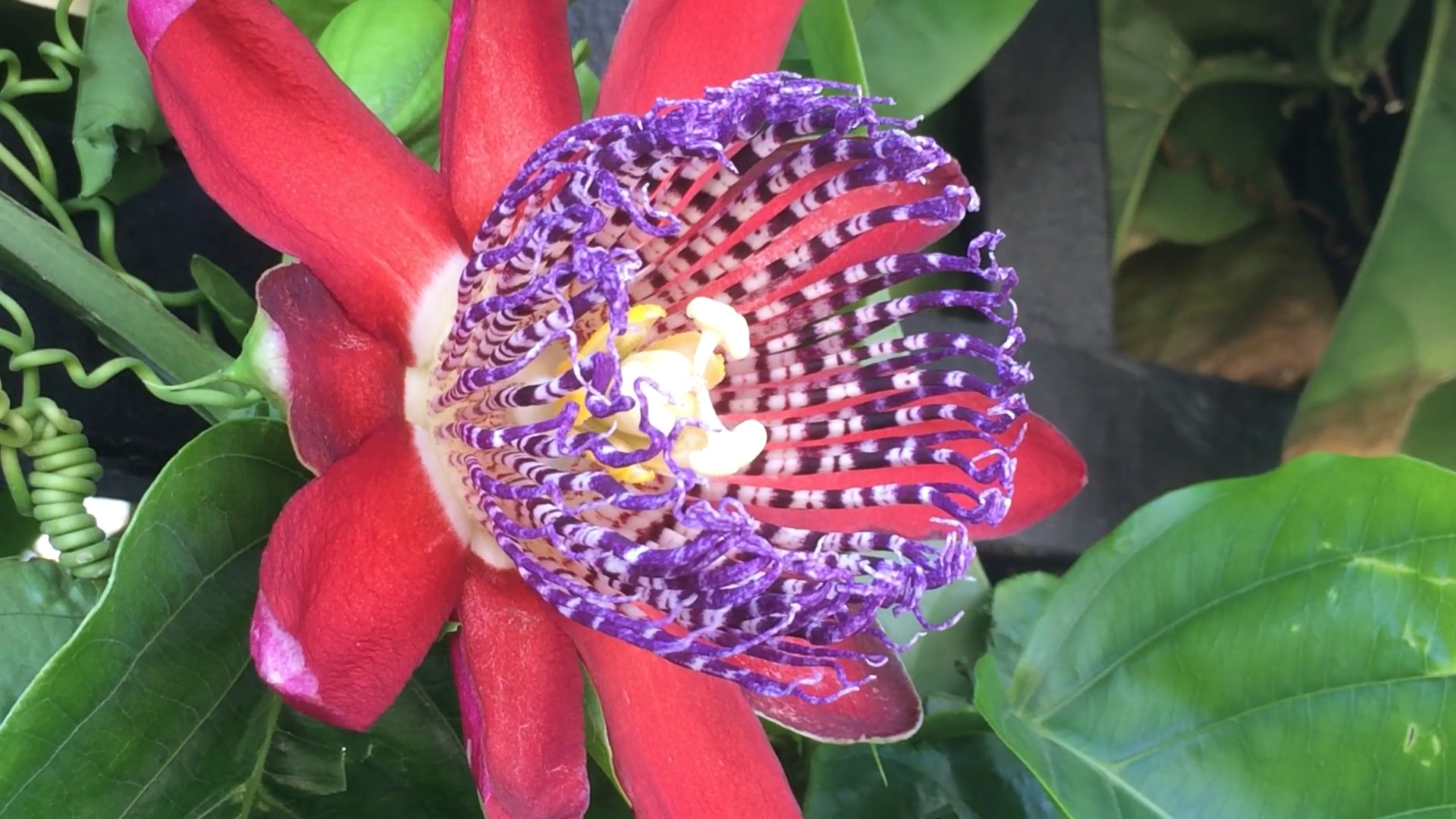 Passiflora alata, passion flower Stock Video Footage - Videoblocks