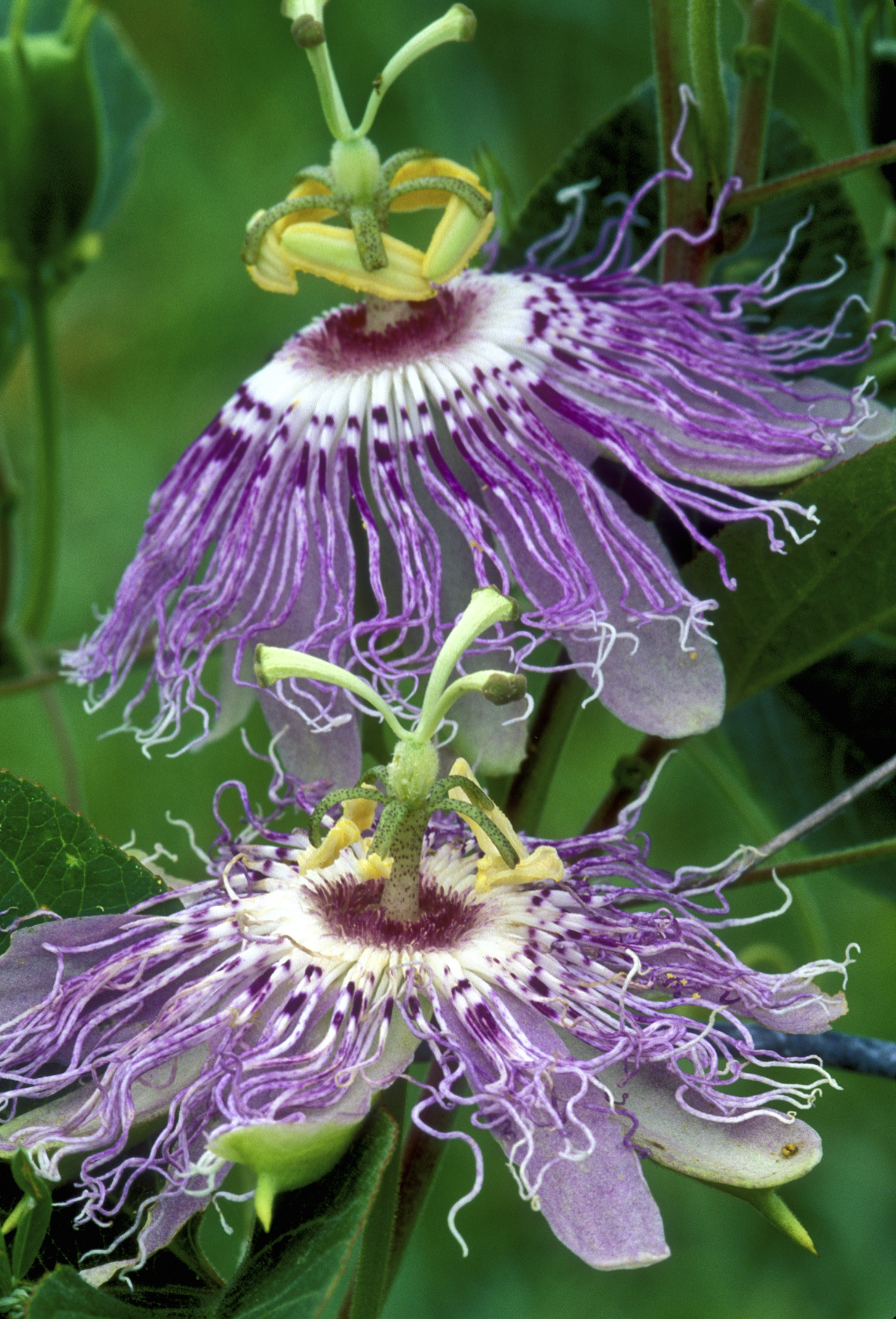 Passionflower | NCCIH