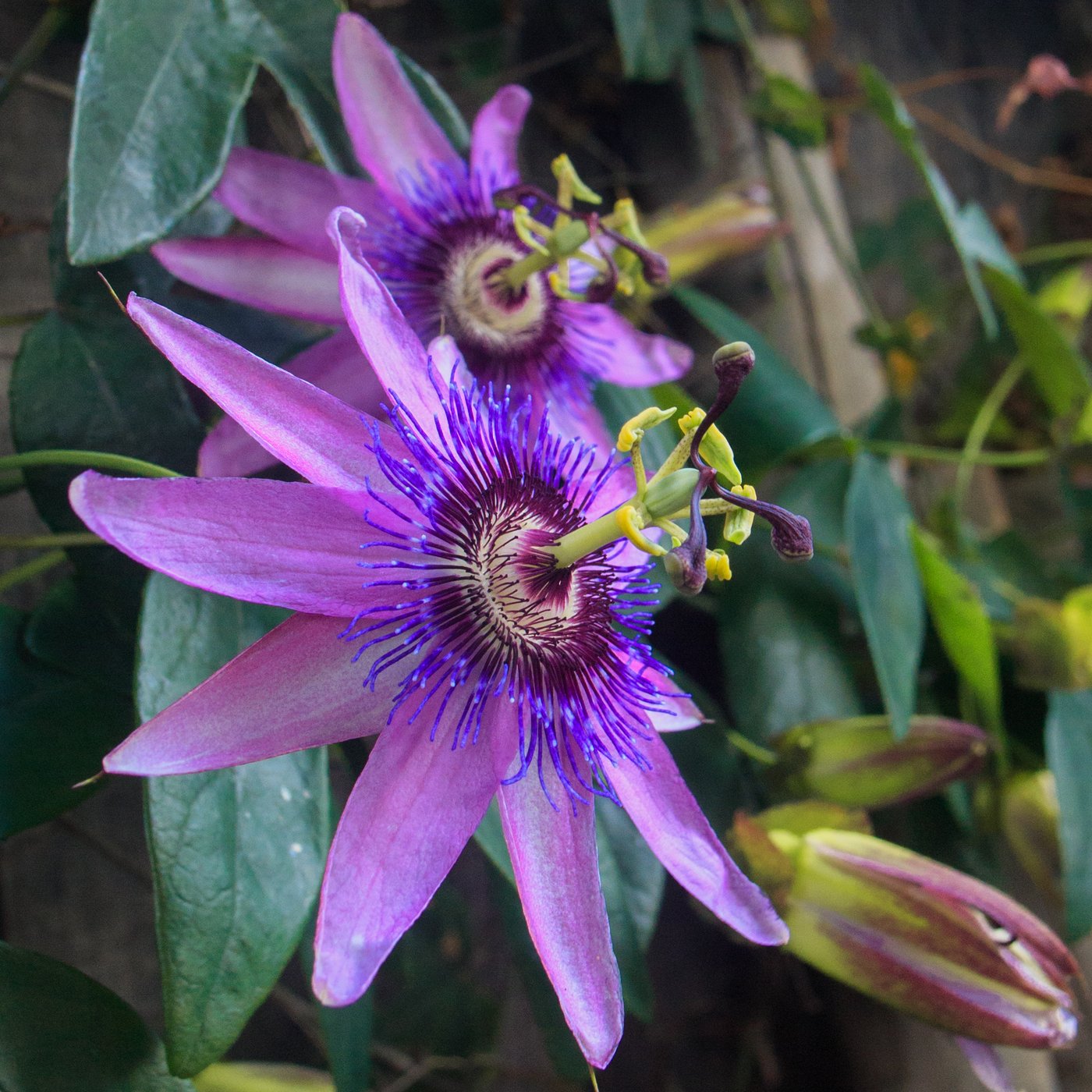 Passion Flower Passiflora Lavender Lady (Fragrant) – Easy To Grow Bulbs