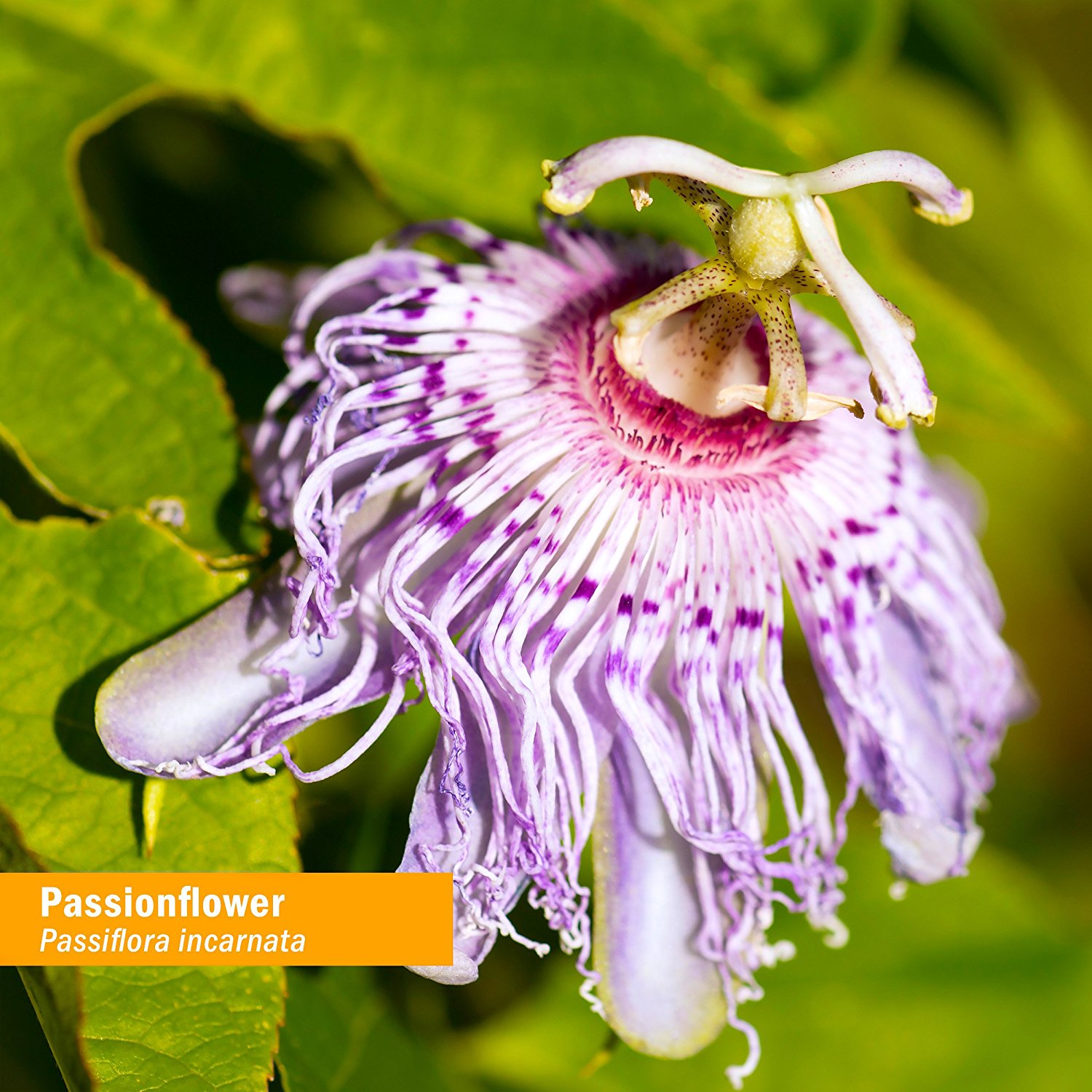 Amazon.com: Herb Pharm Certified Organic Passionflower Extract for ...
